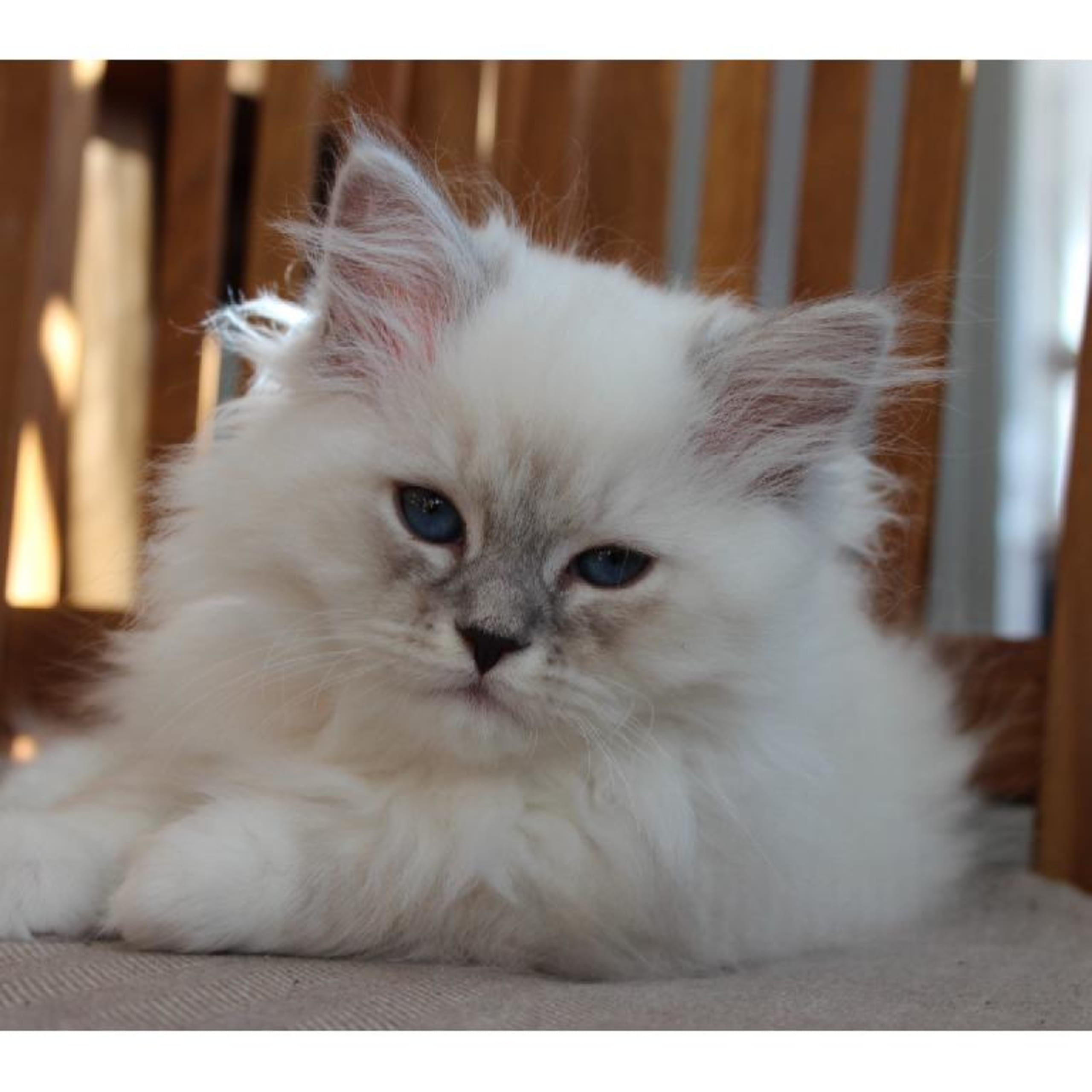 Sibirisk kat
