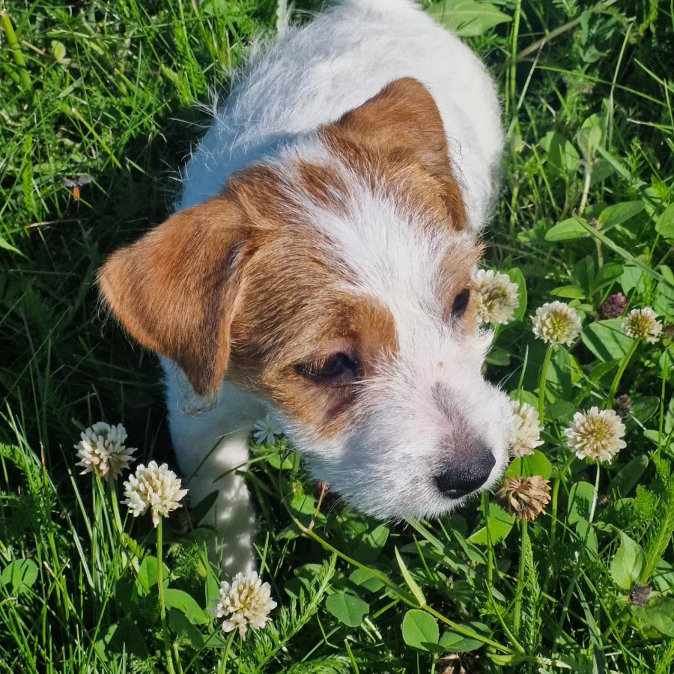 Jack russell terrier