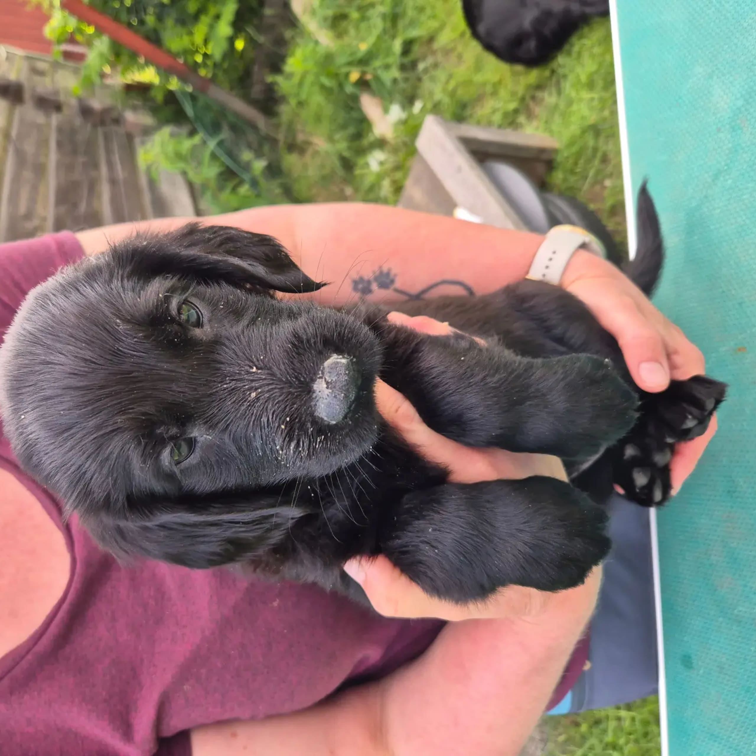 Flatcoated retriever