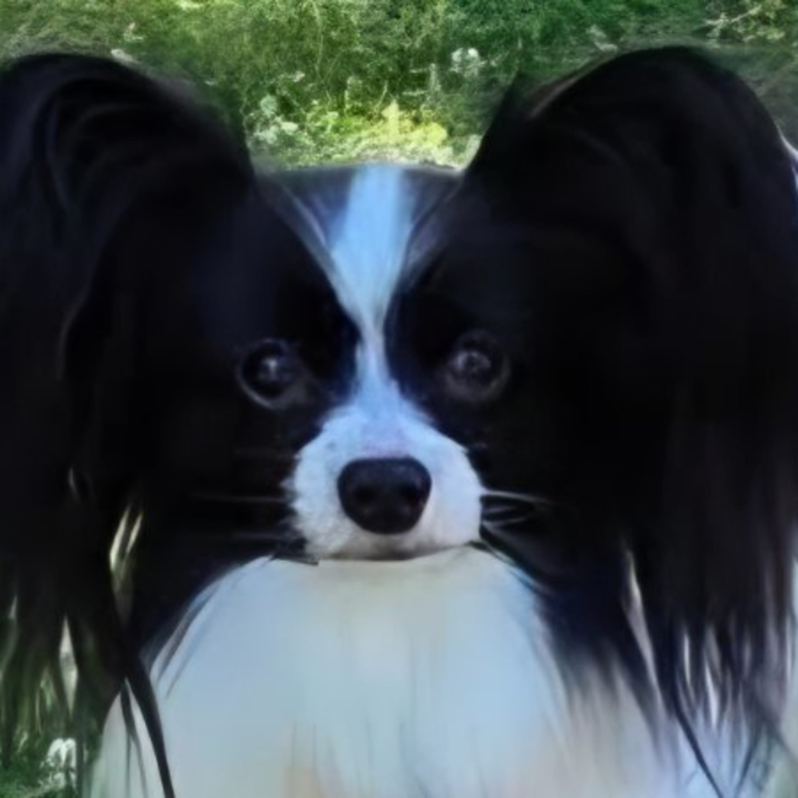 Papillon