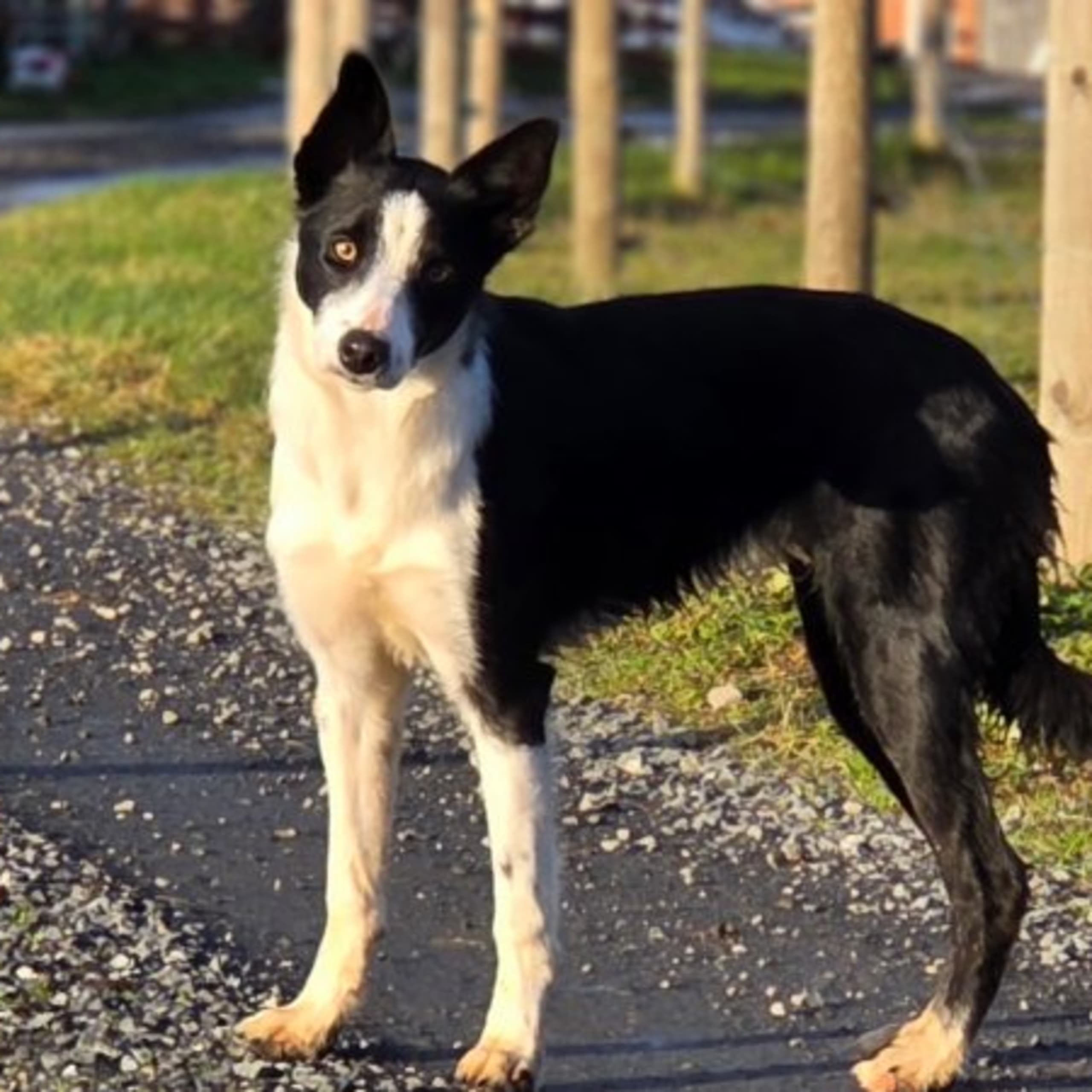 Border collie