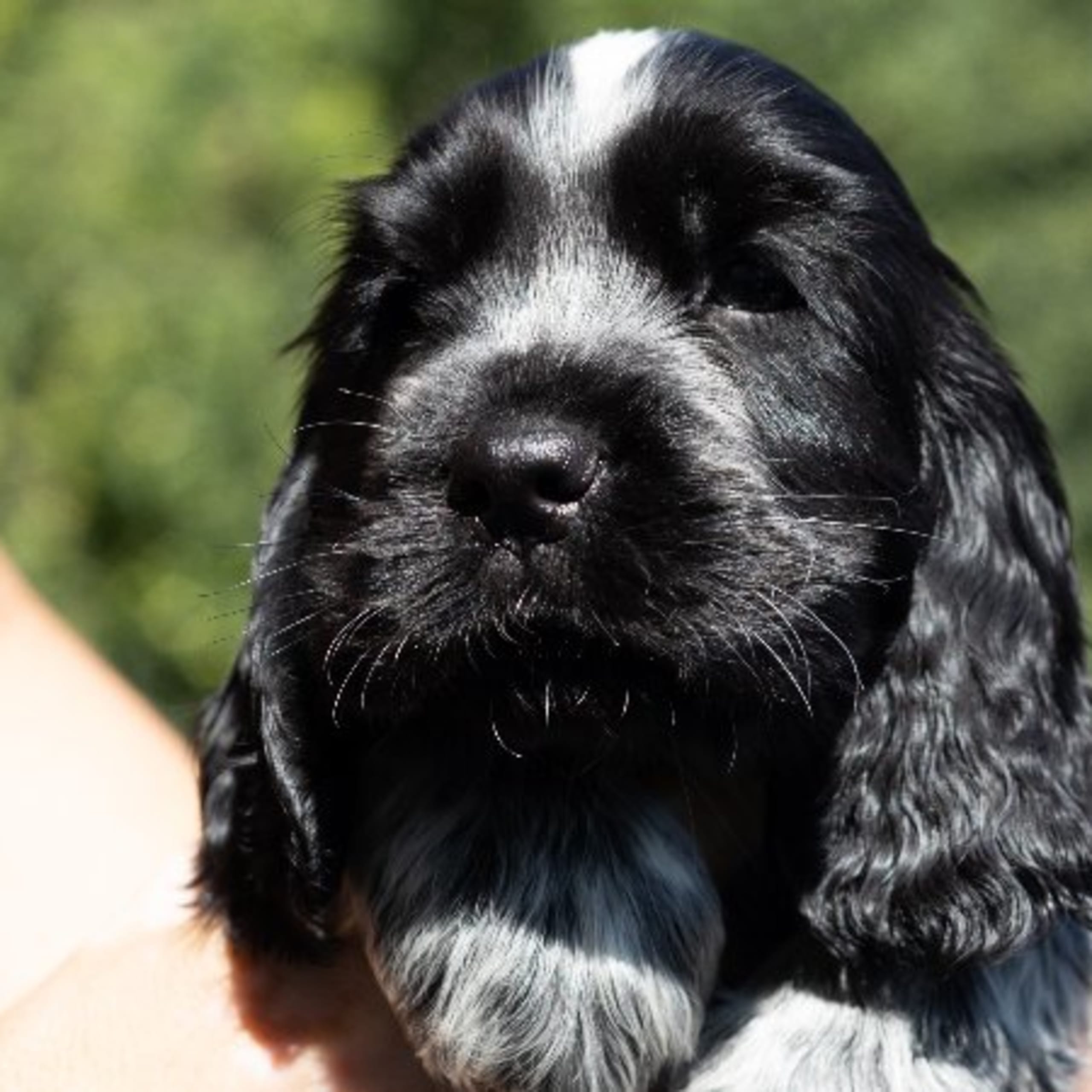 Cocker spaniel