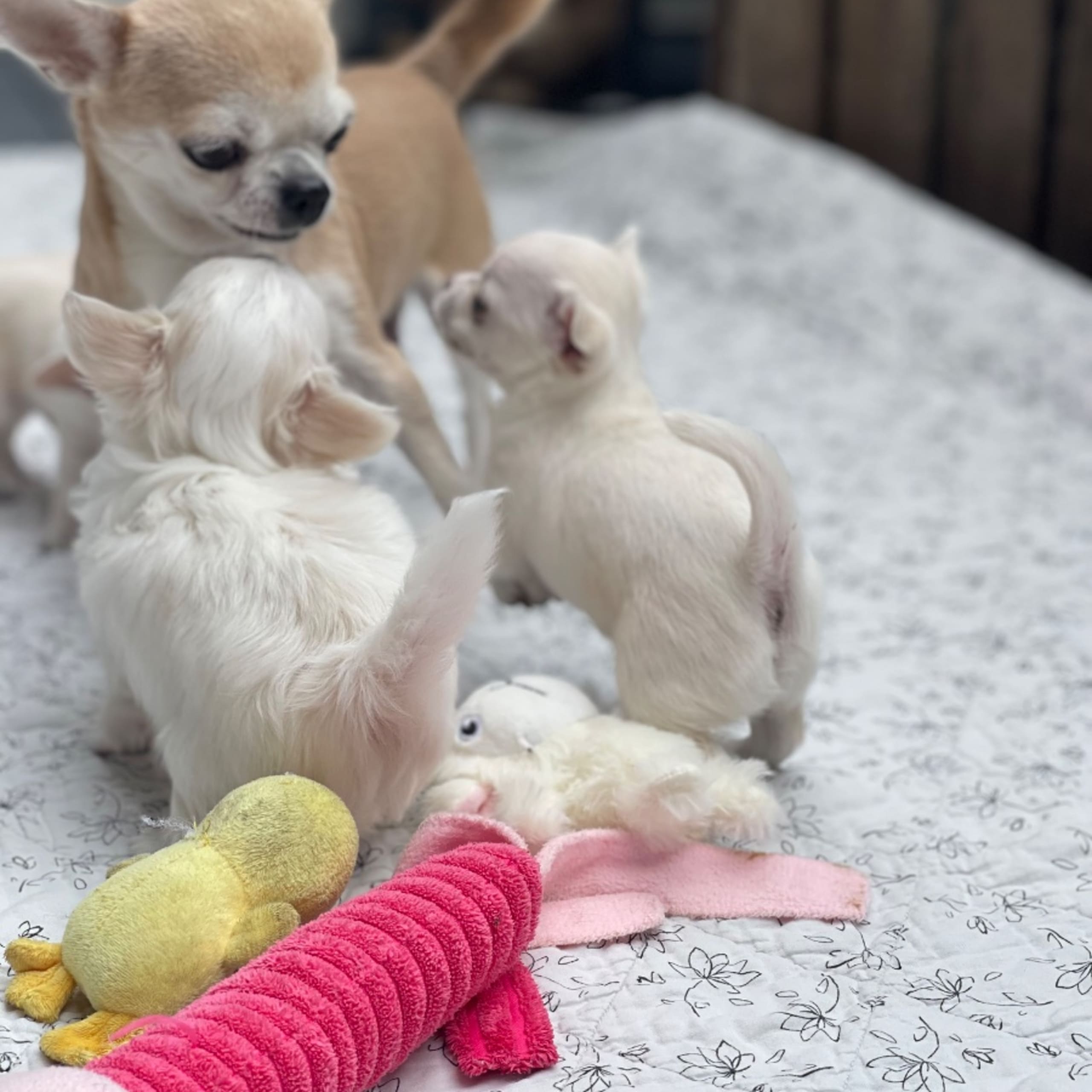 Chihuahua