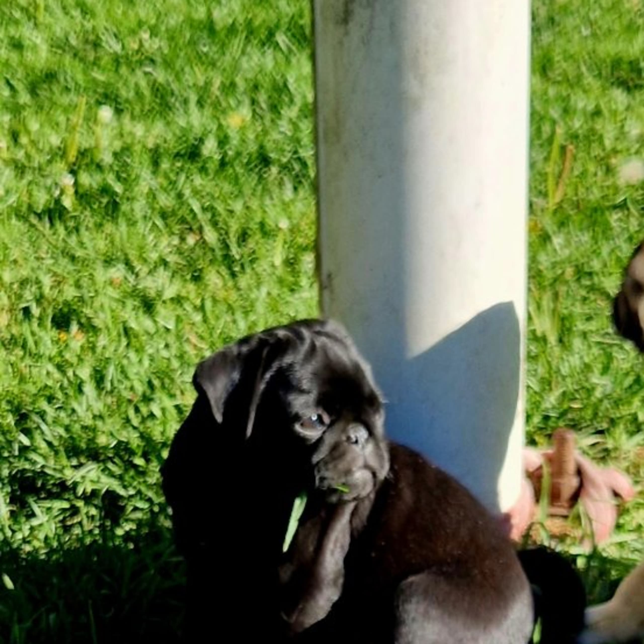 Mops
