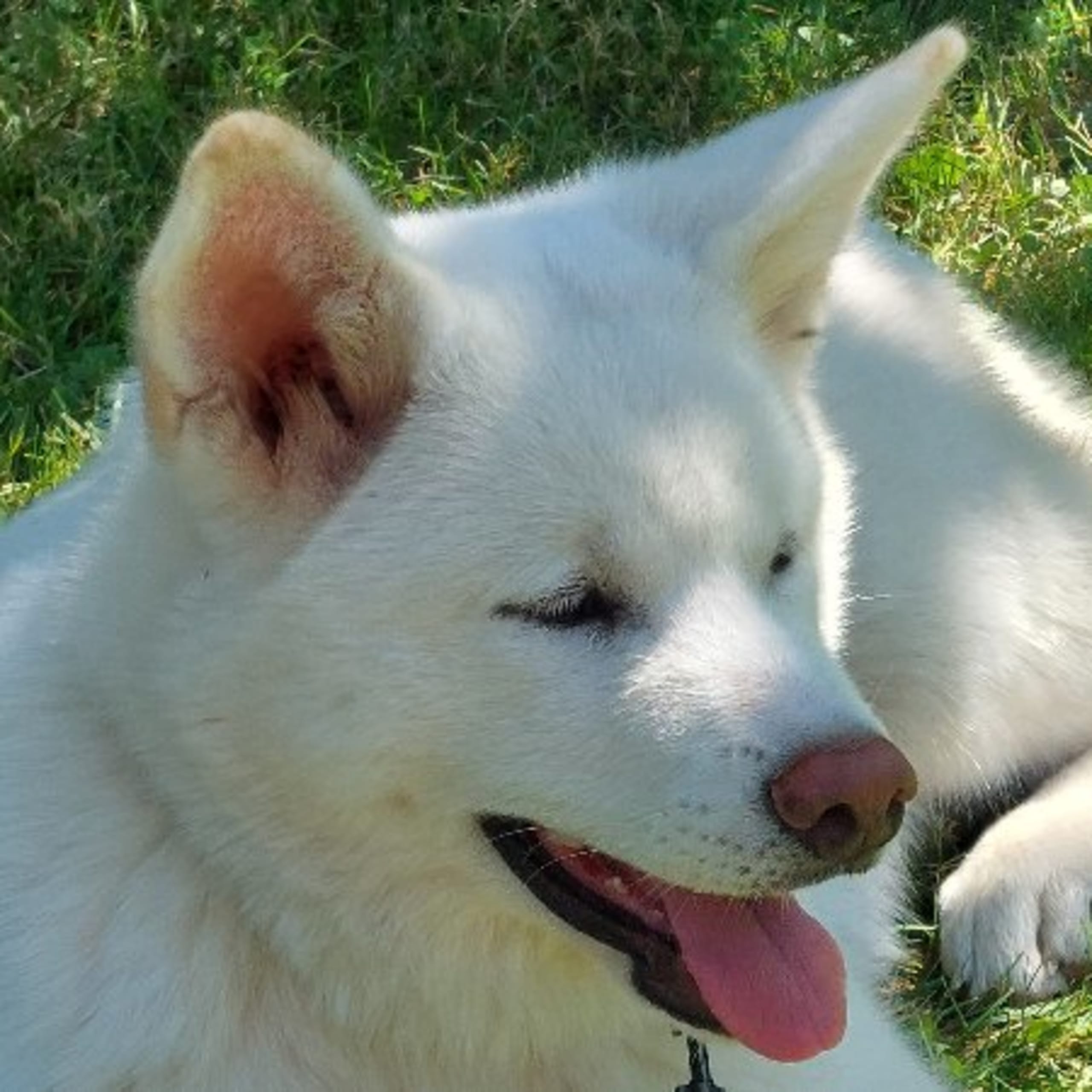 Akita