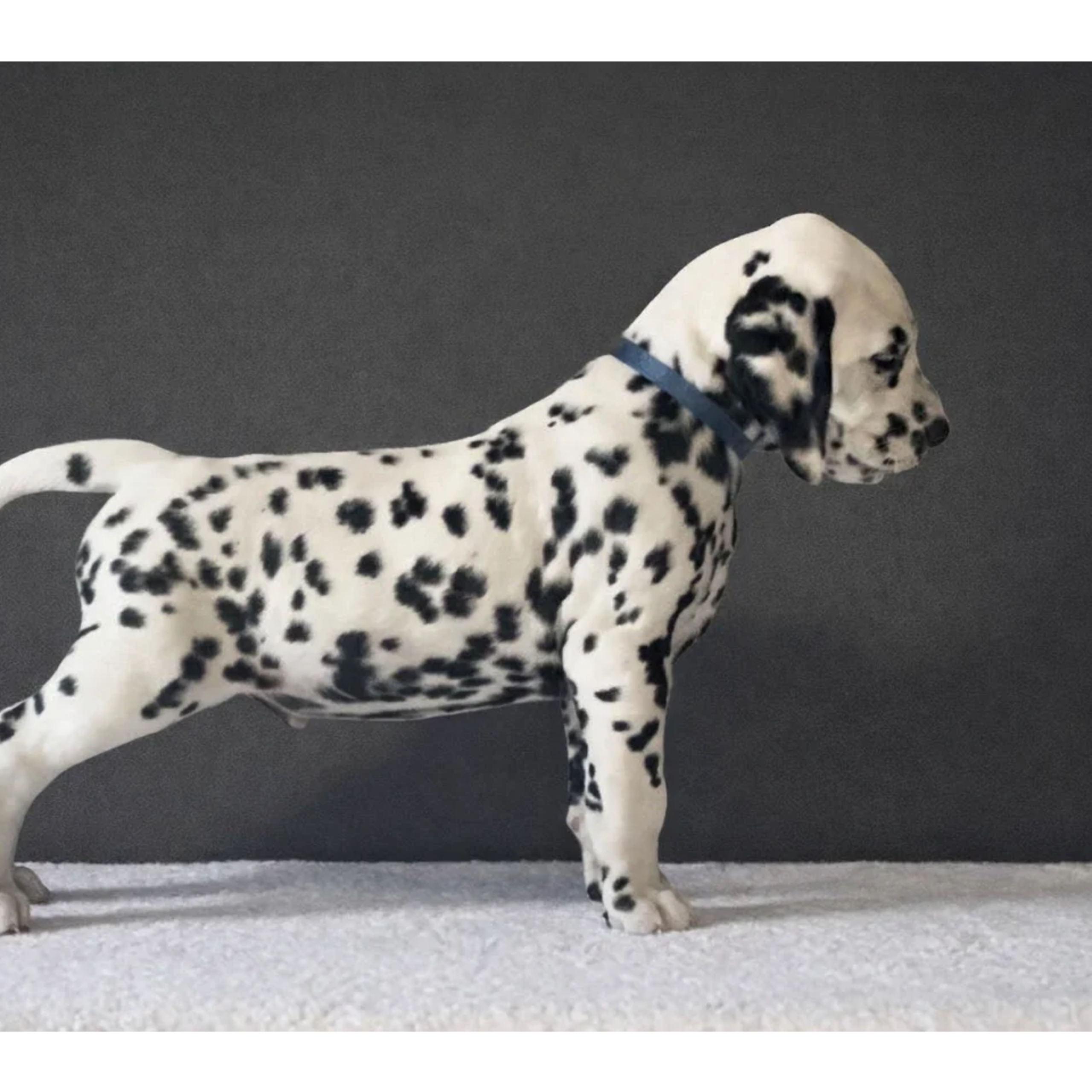 Dalmatian