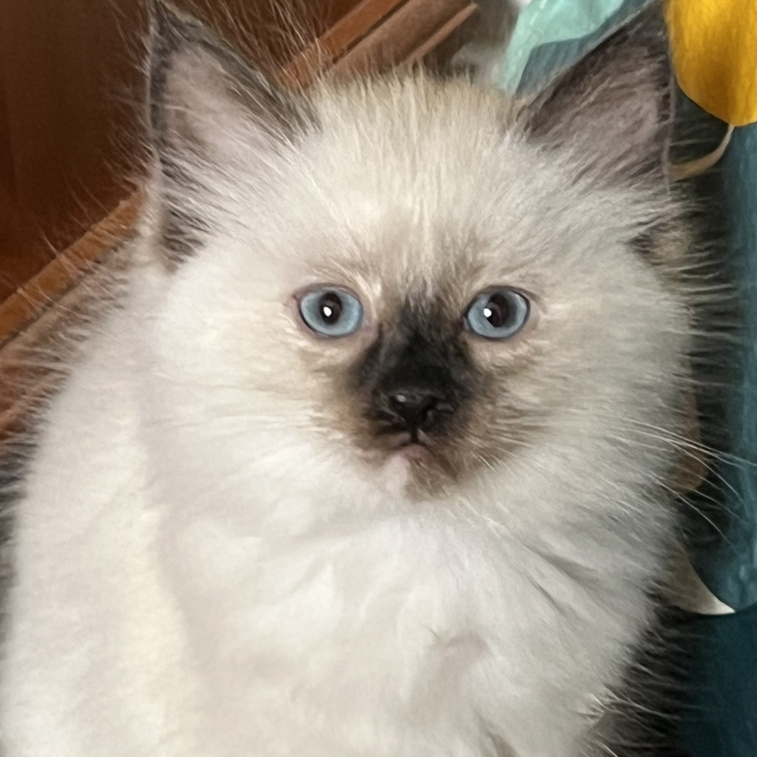 Ragdoll