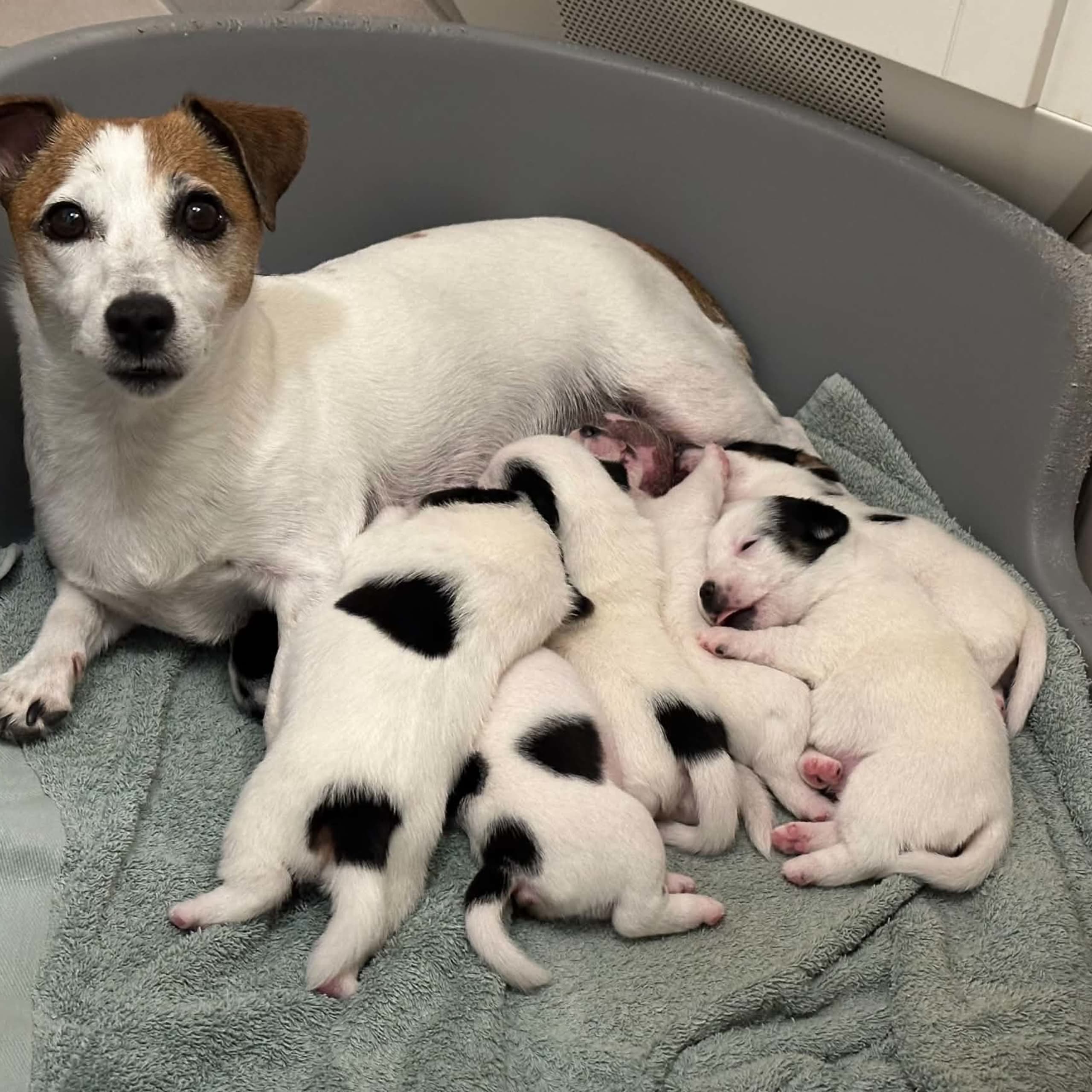 LIMELIGHT Kennels