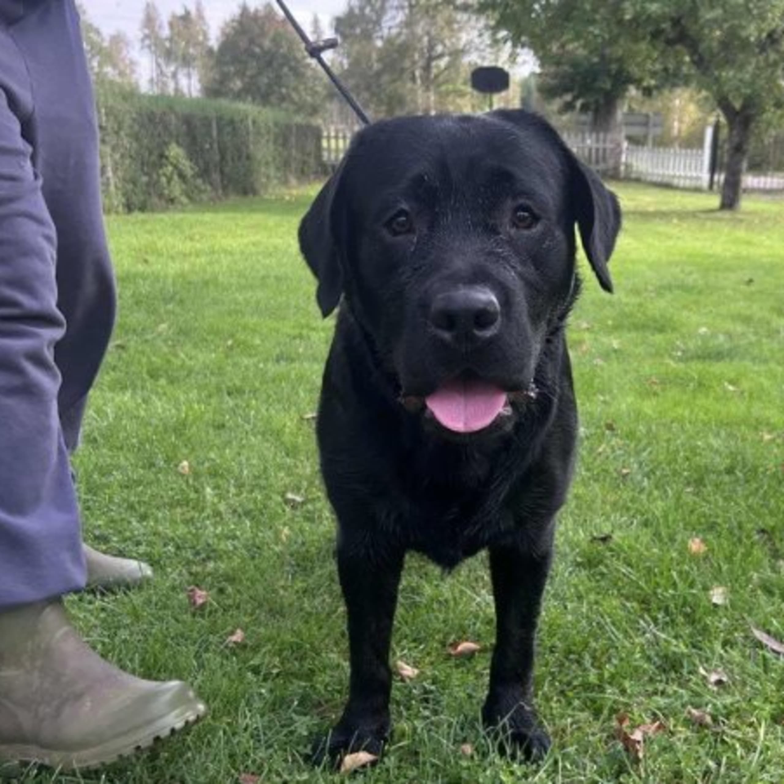 Labrador retriever