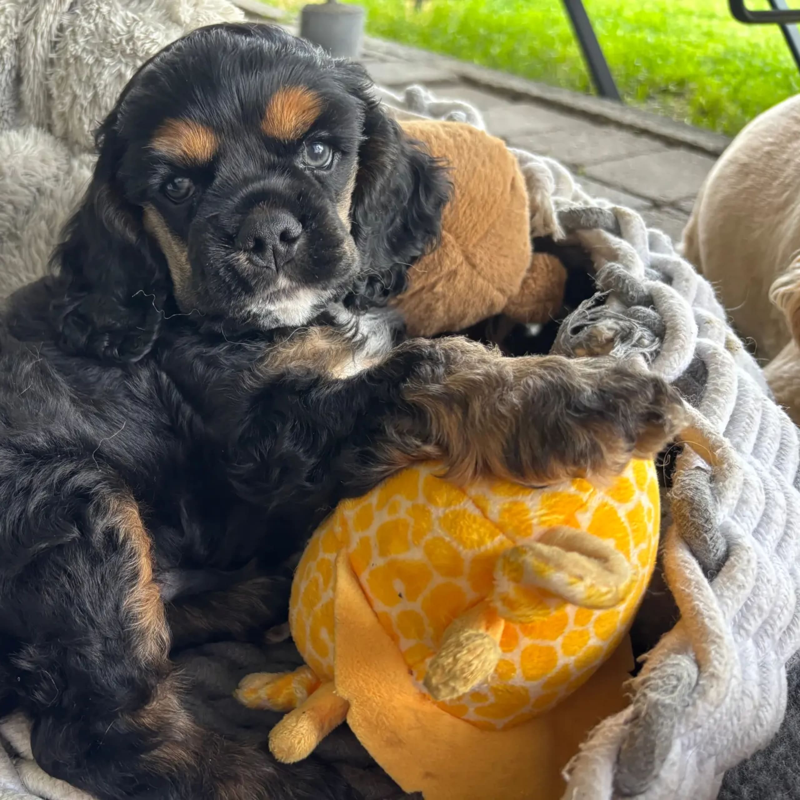Amerikansk cocker spaniel