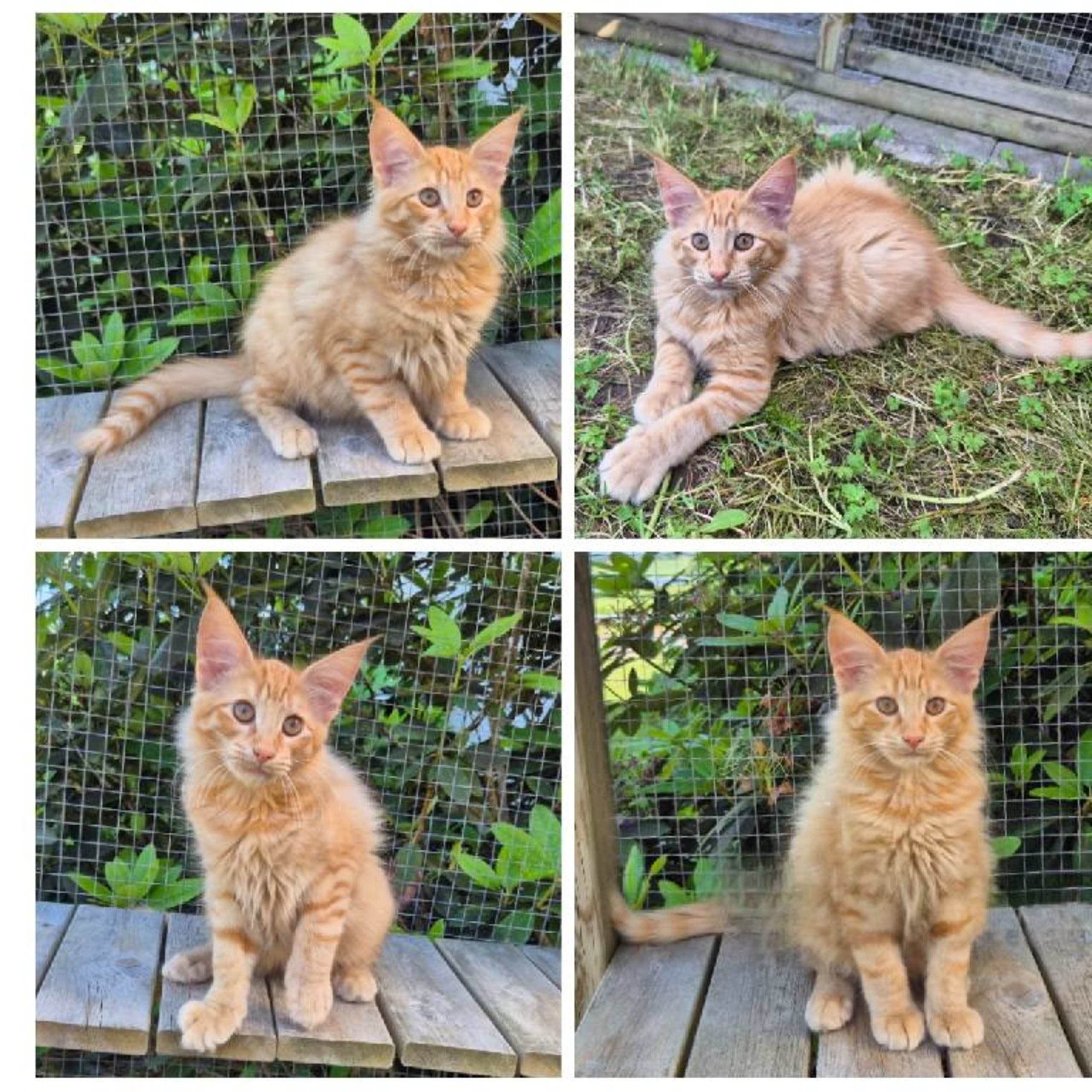 Norsk skogkatt