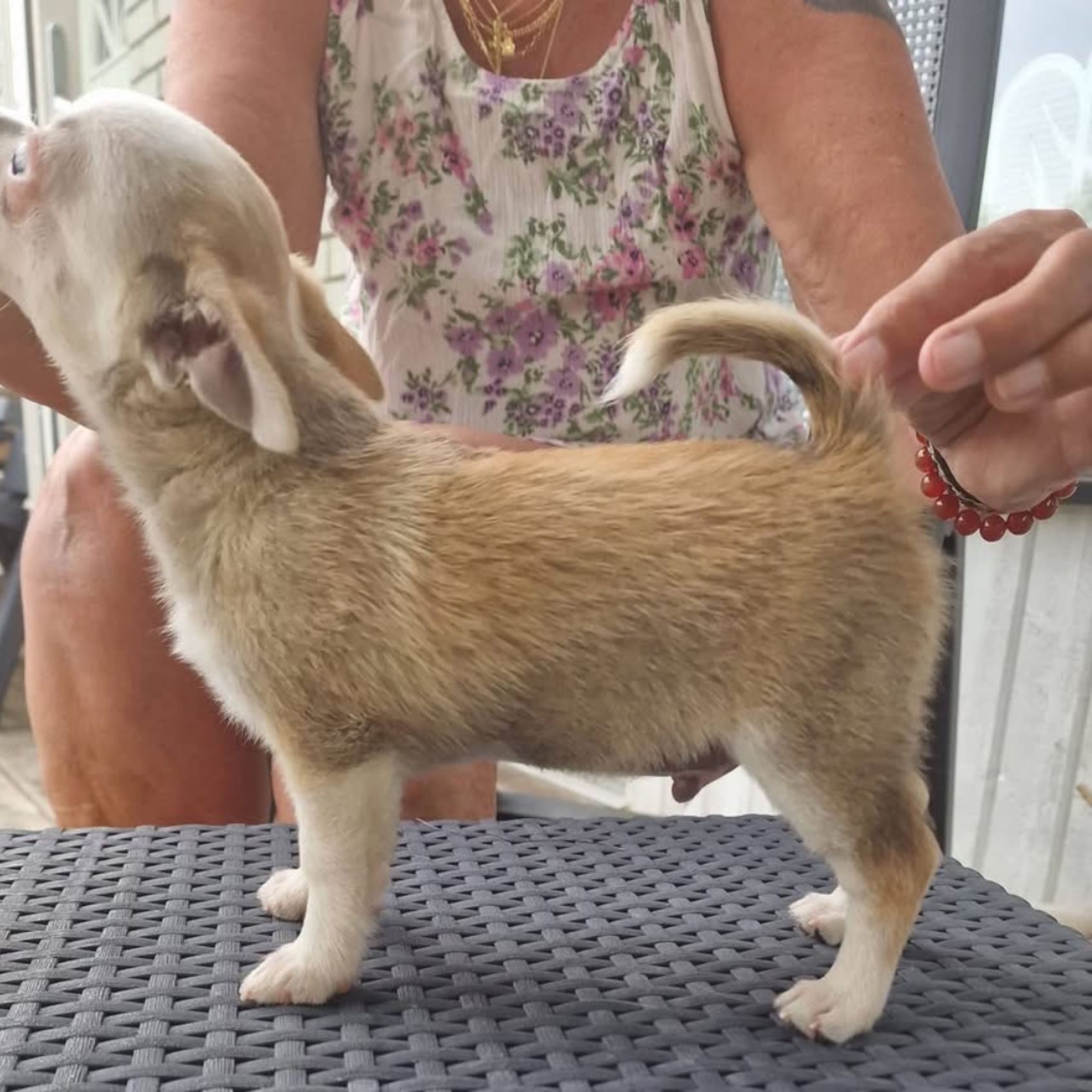 Chihuahua