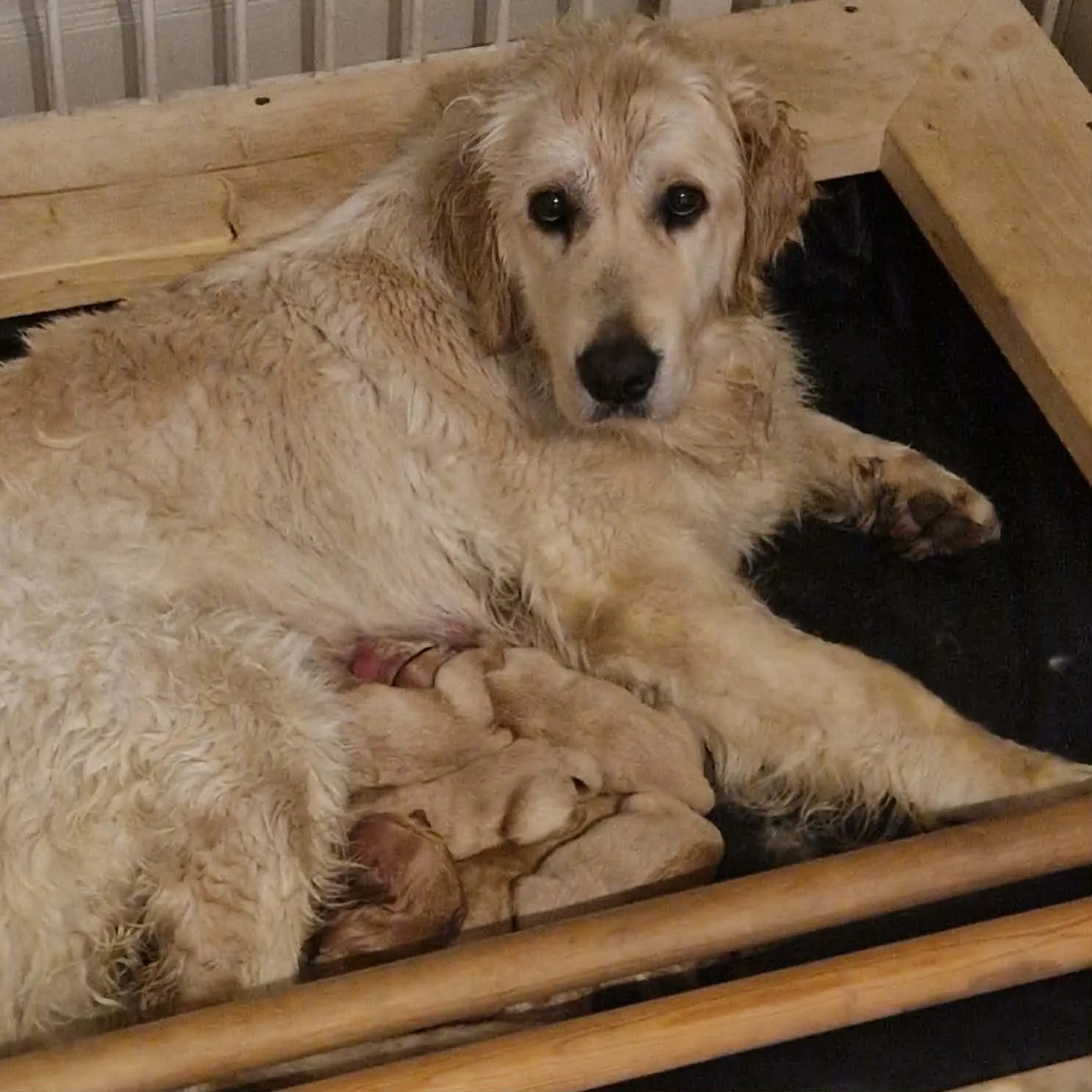 Golden retriever