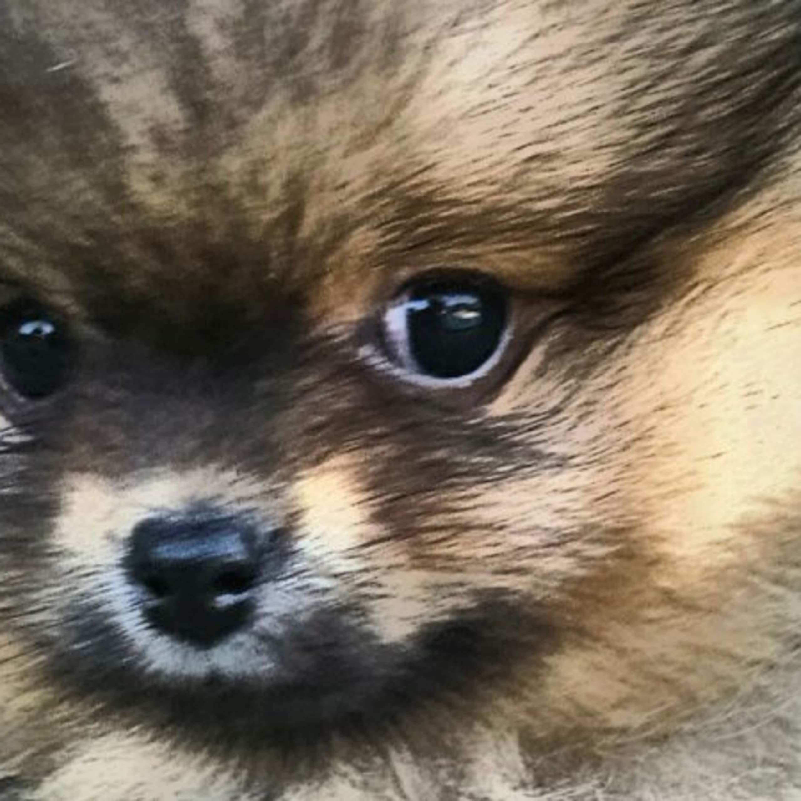 Pomeranian