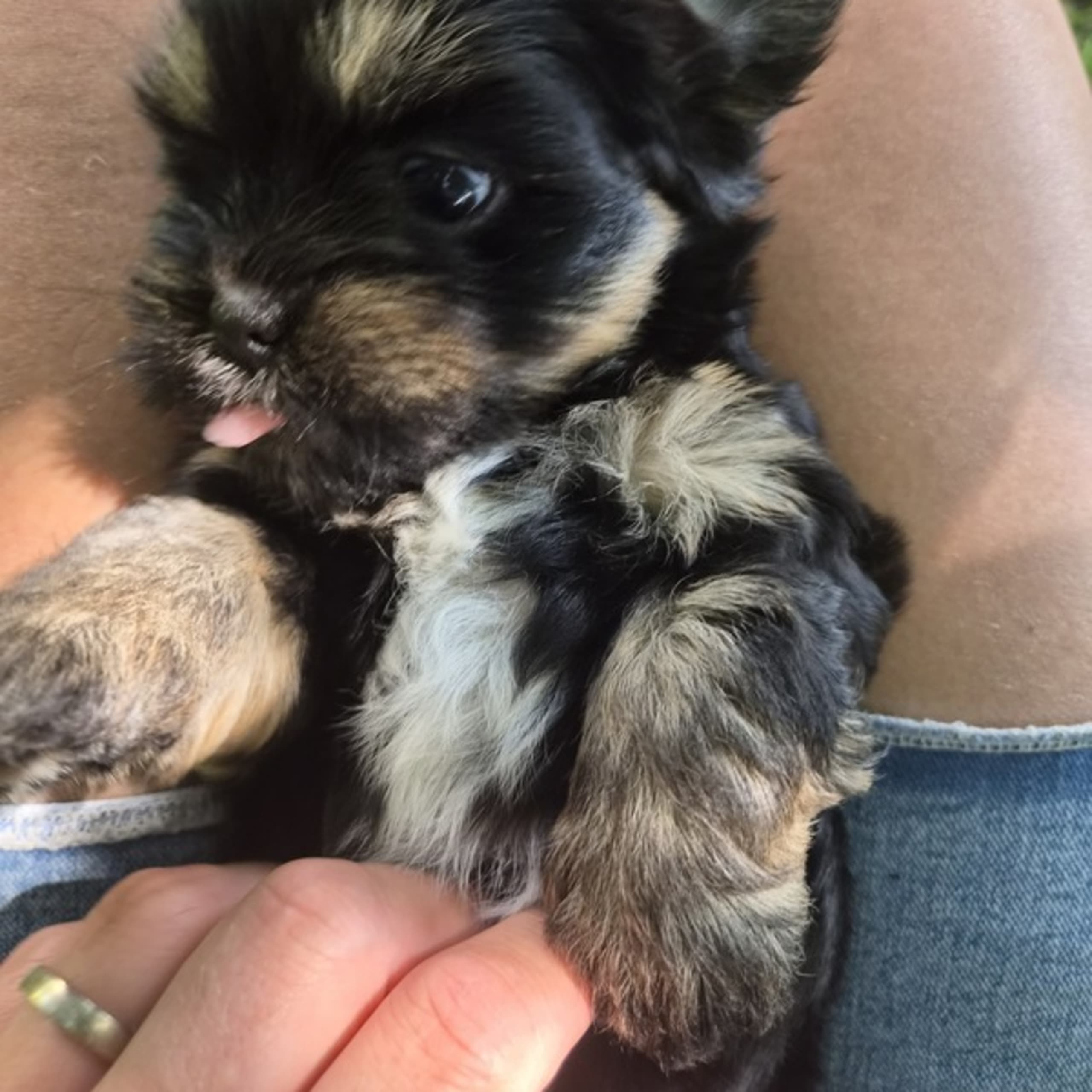 Lhasa apso