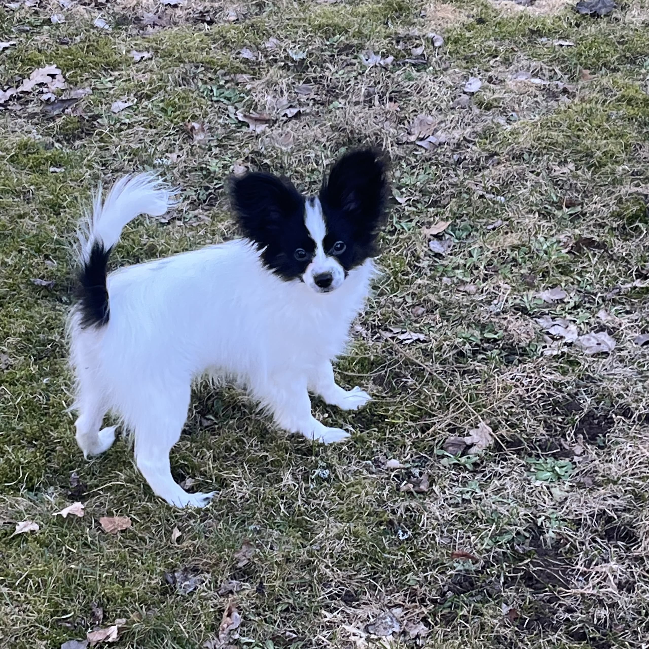 Papillon