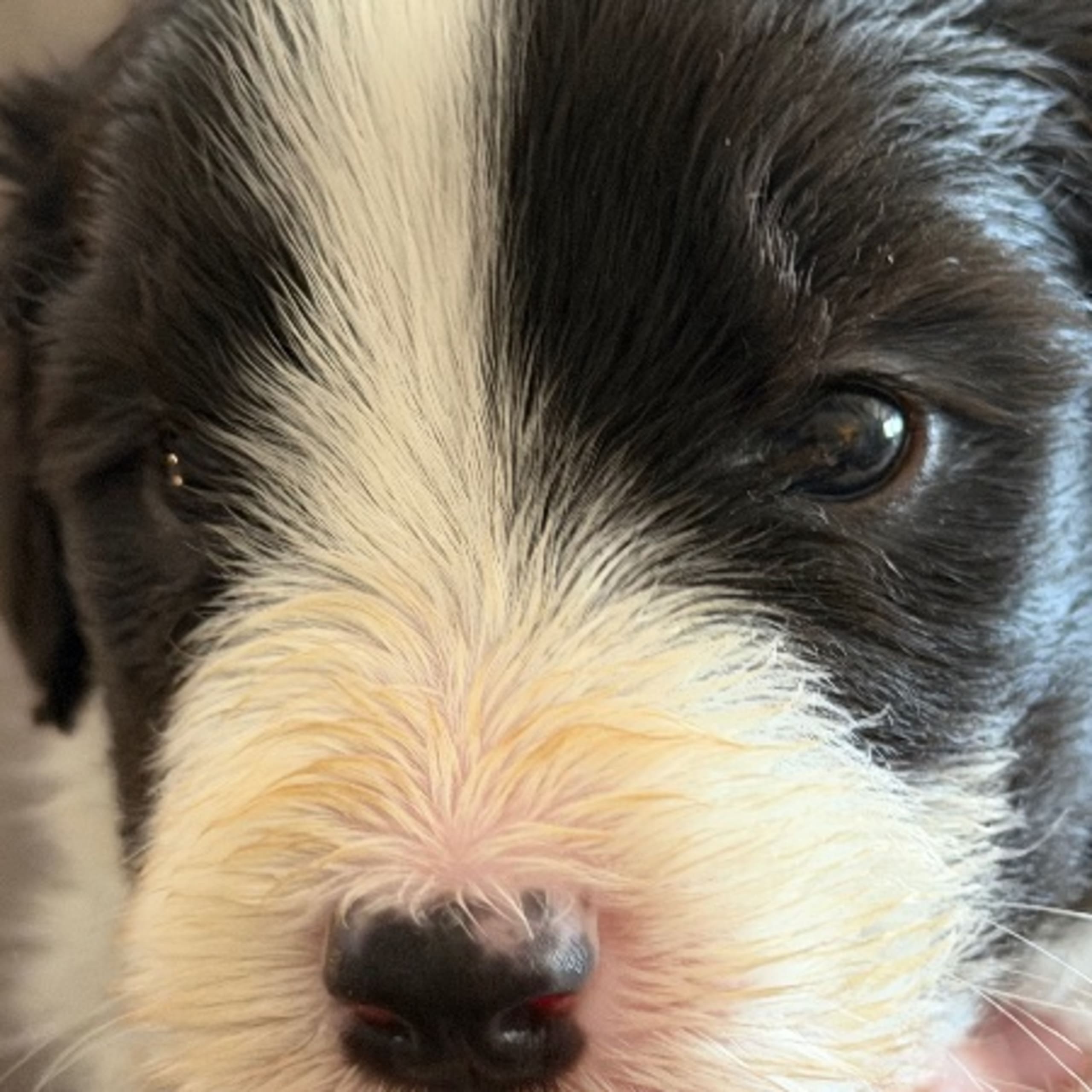 Bearded collie