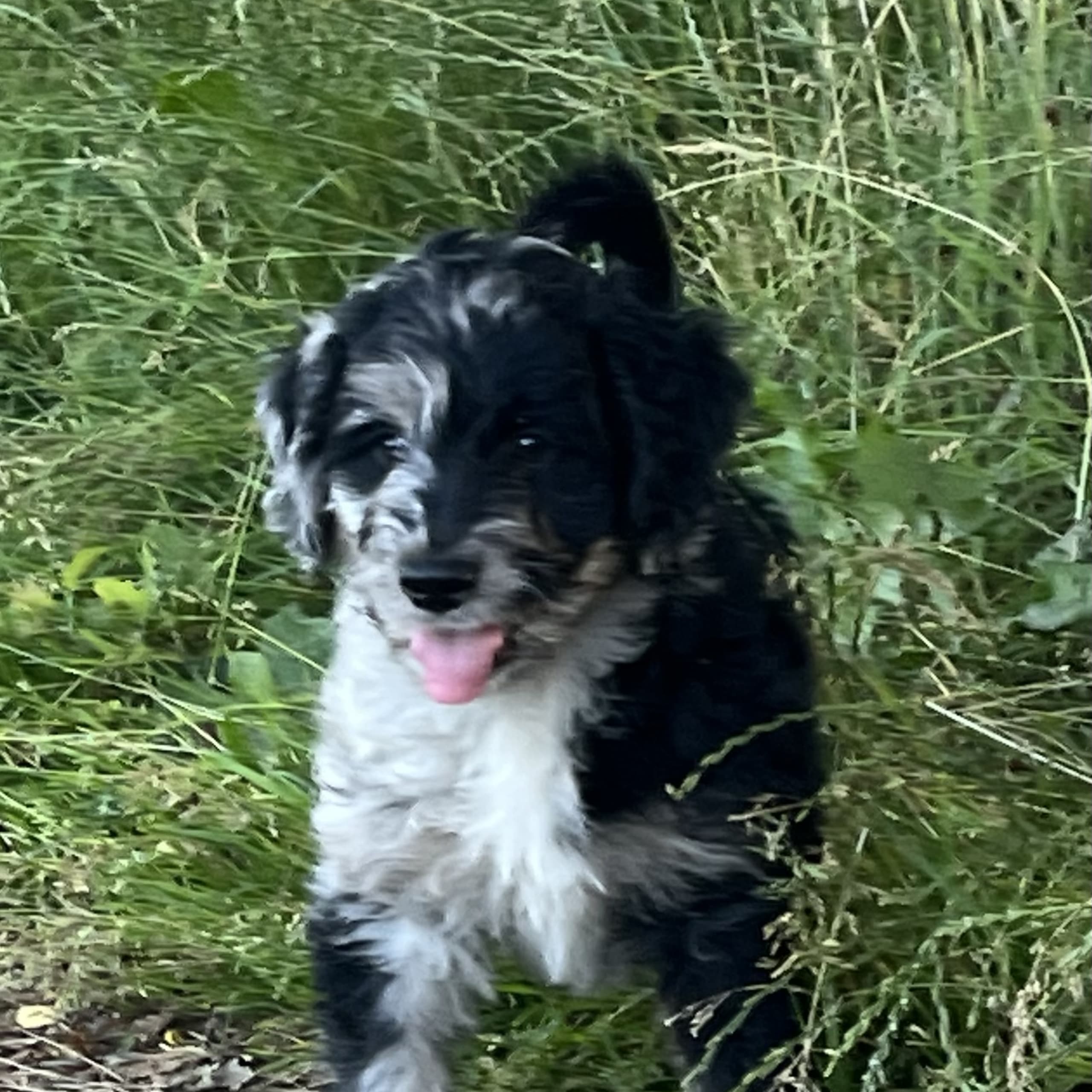 Aussiedoodle