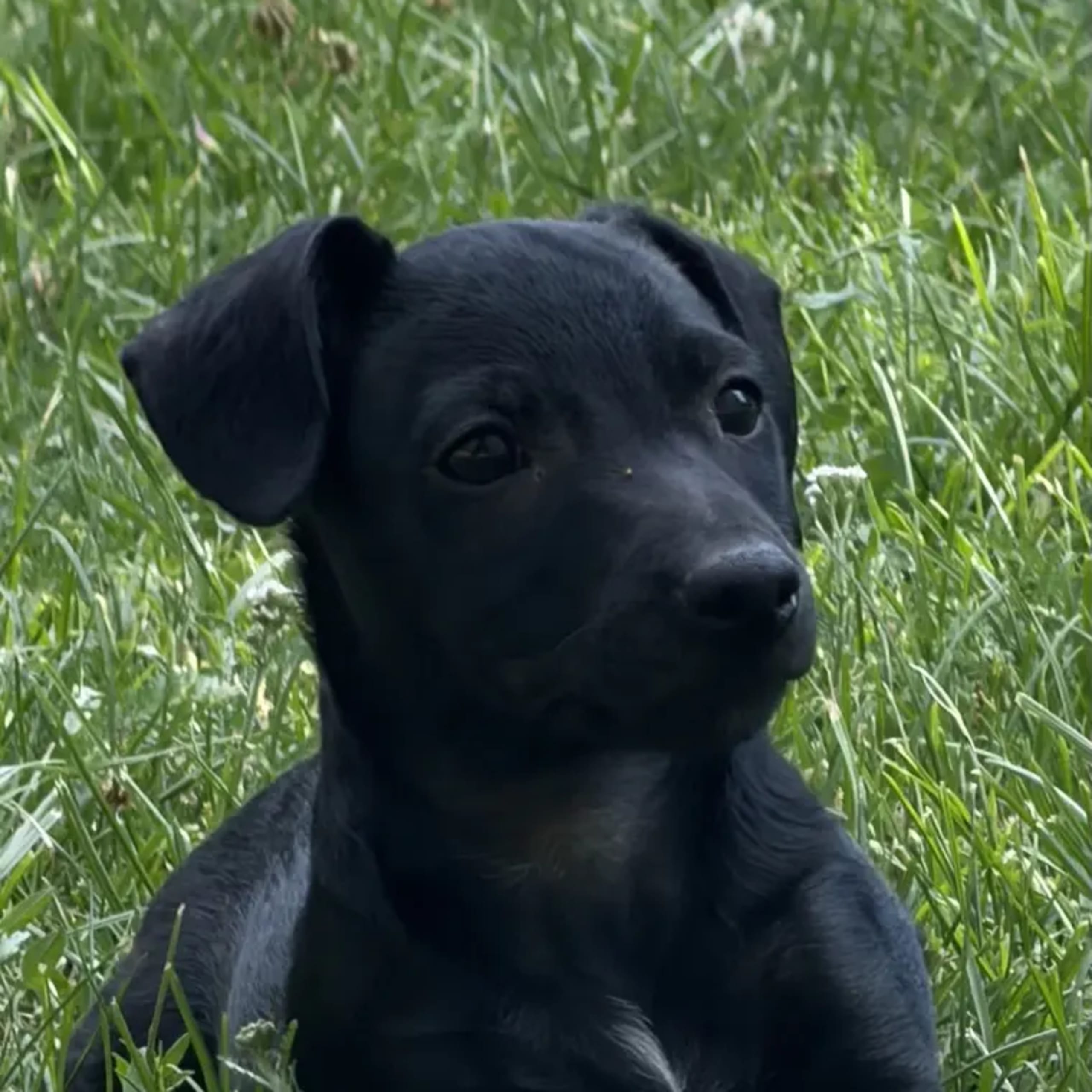Xoloitzcuintle