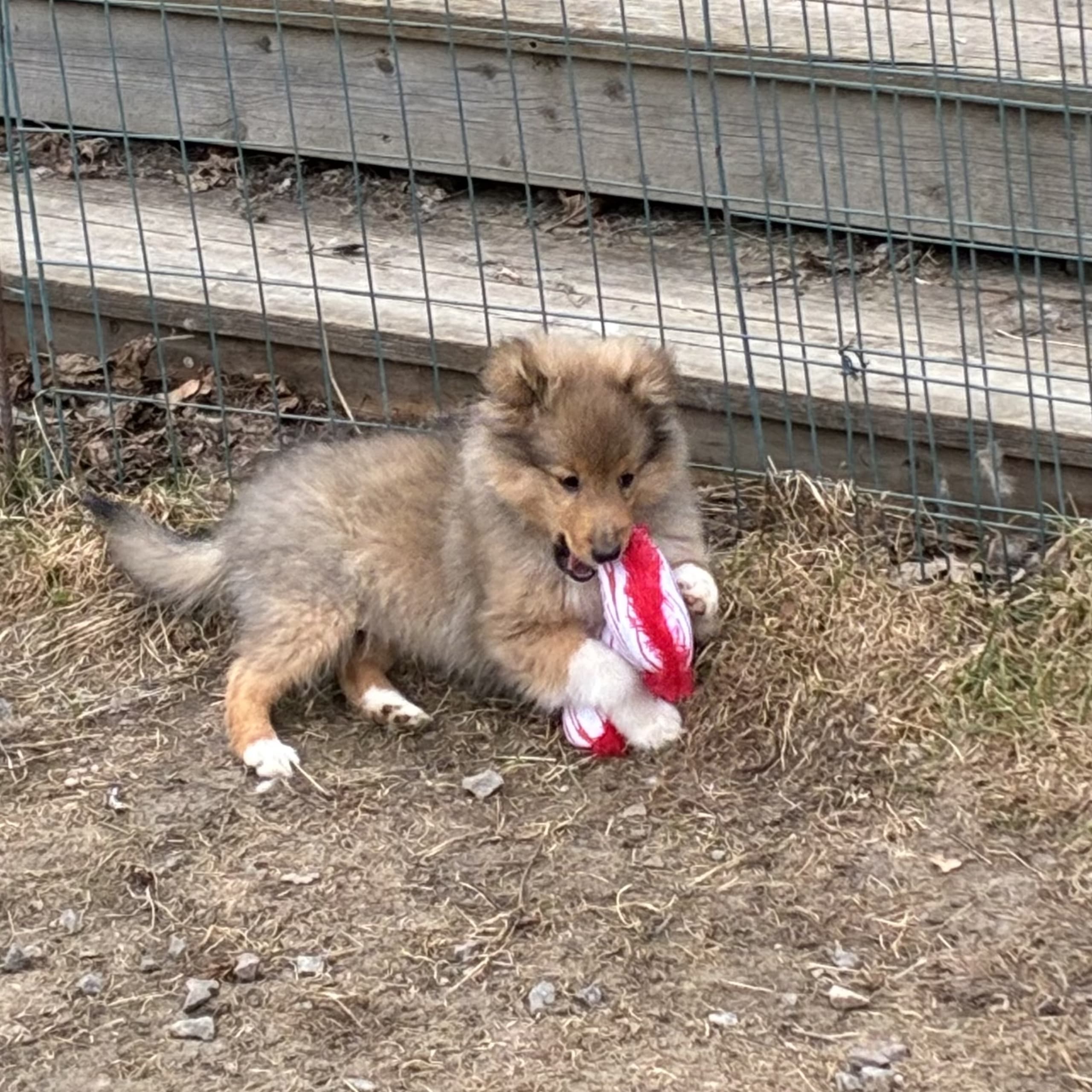 Shetland sheepdog