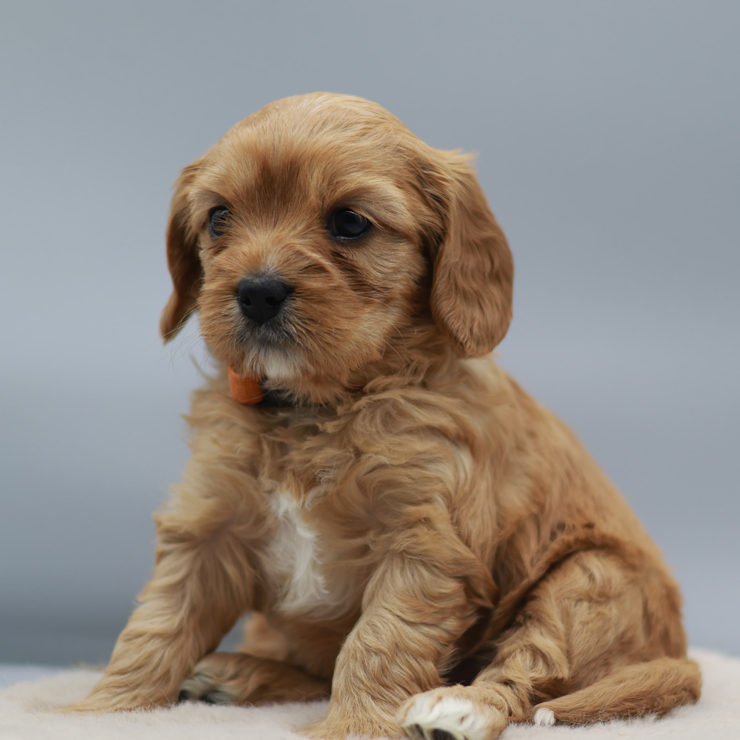 Cavapoo