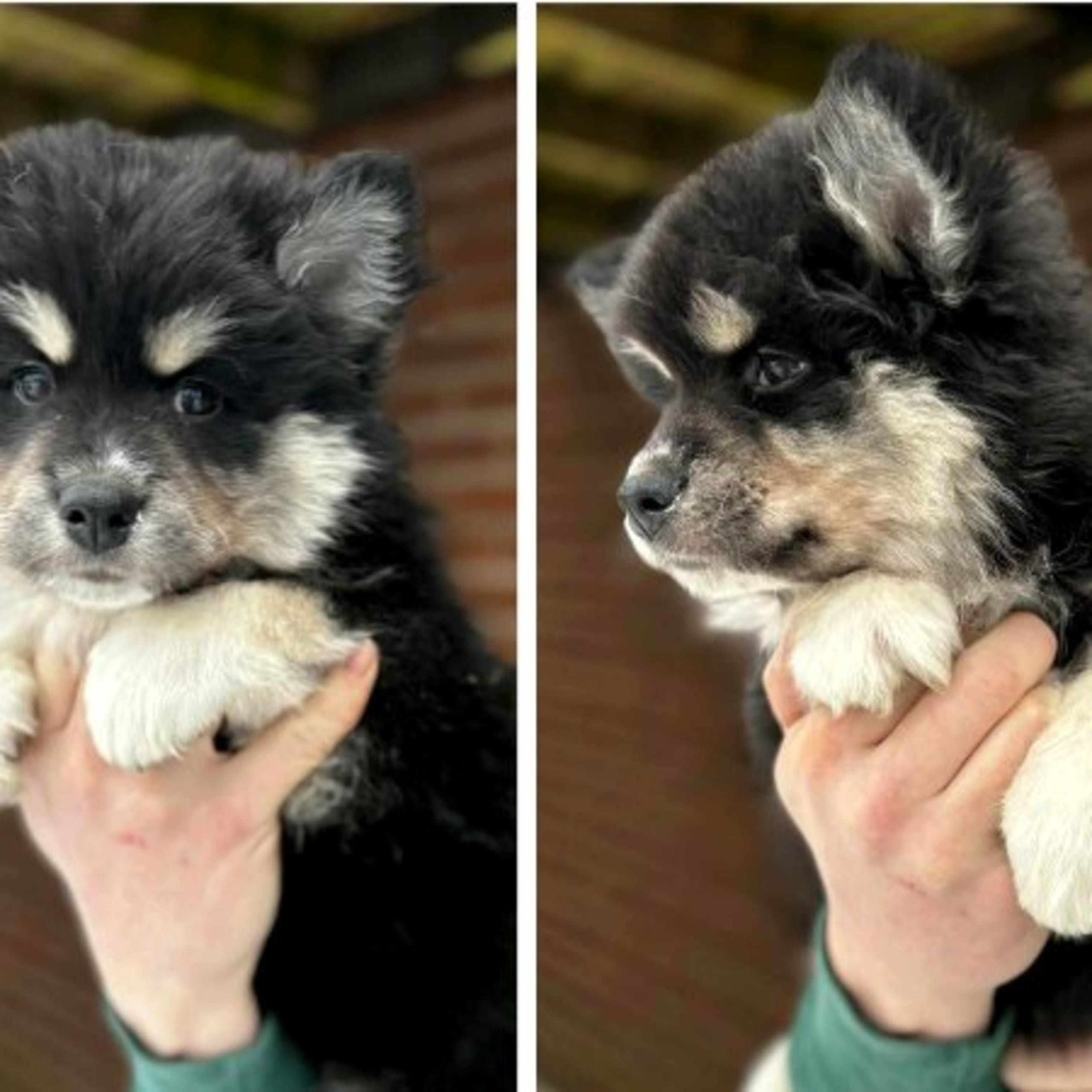 Finsk lapphund