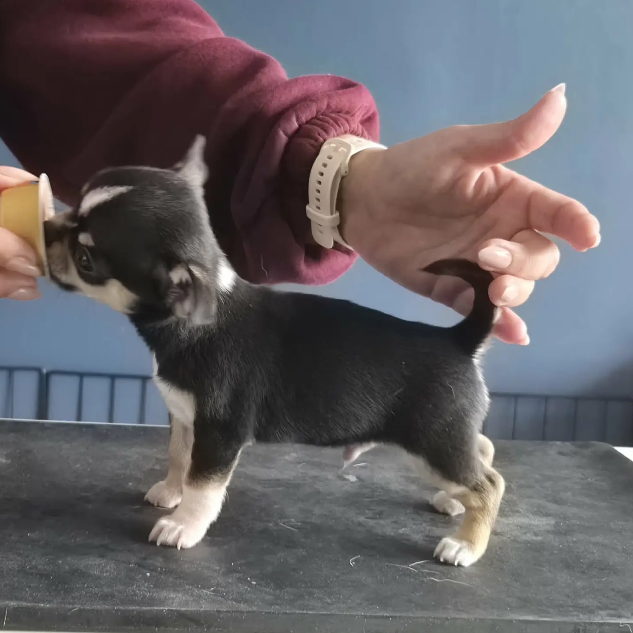 Chihuahua