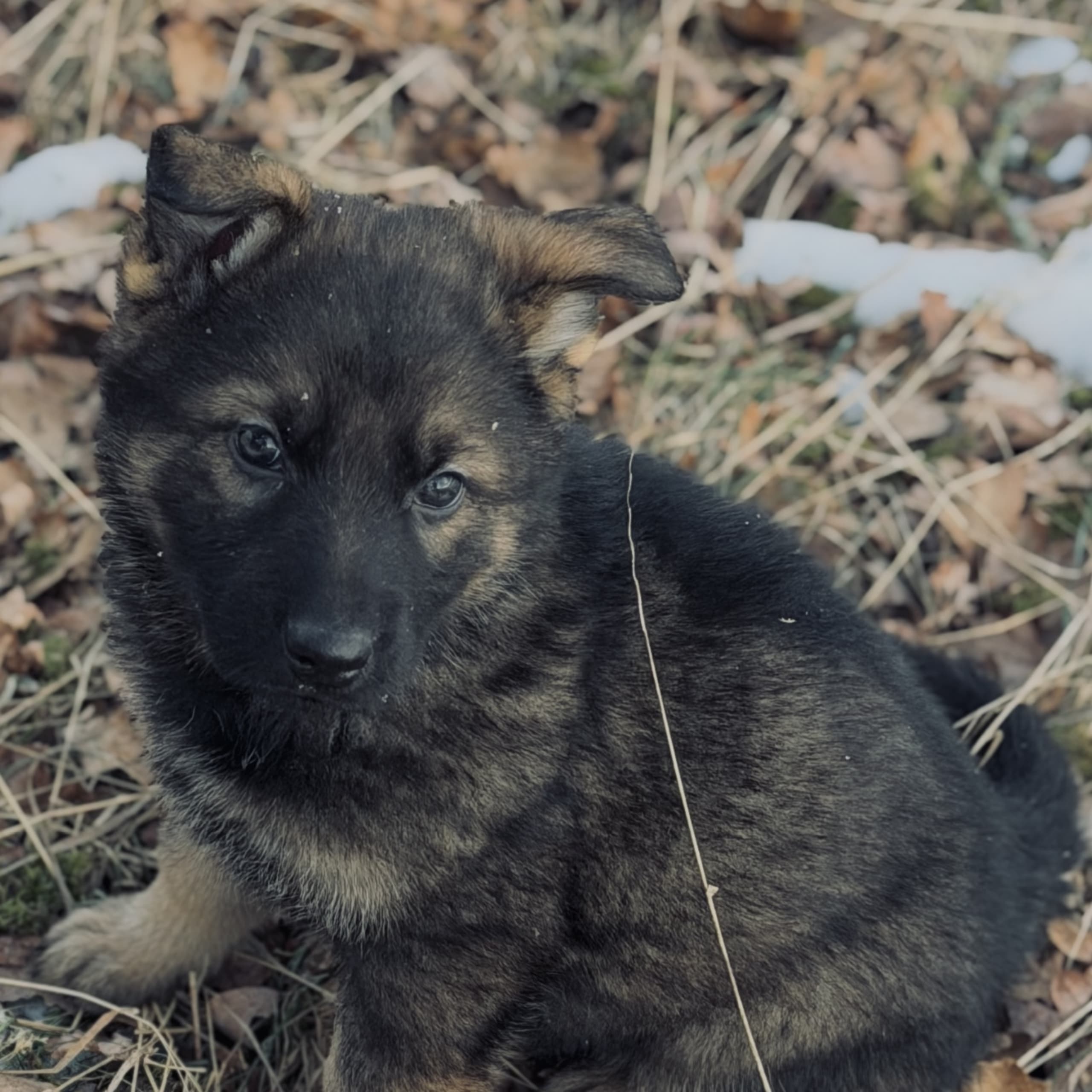German Shepherd Dog