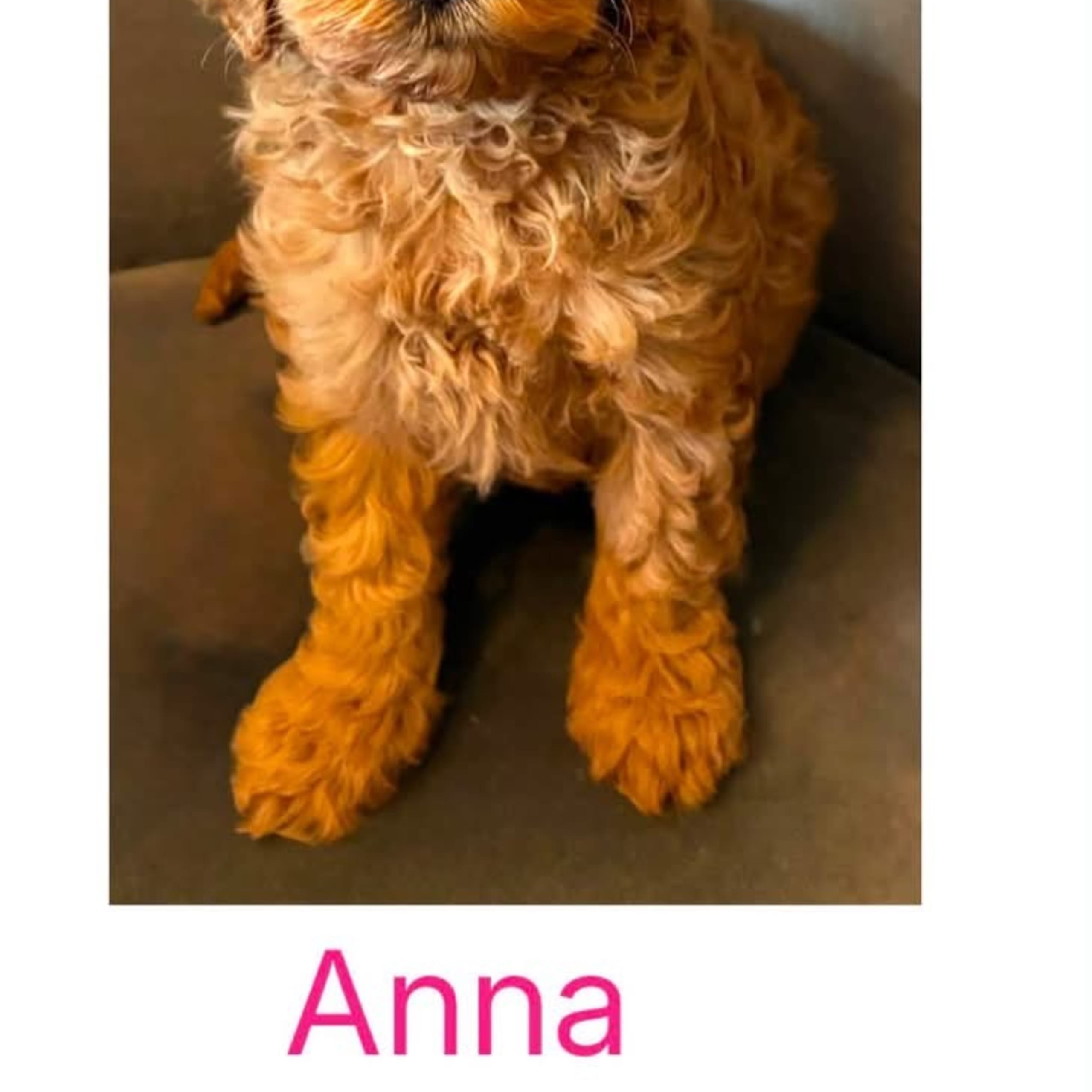 Cockerpoo