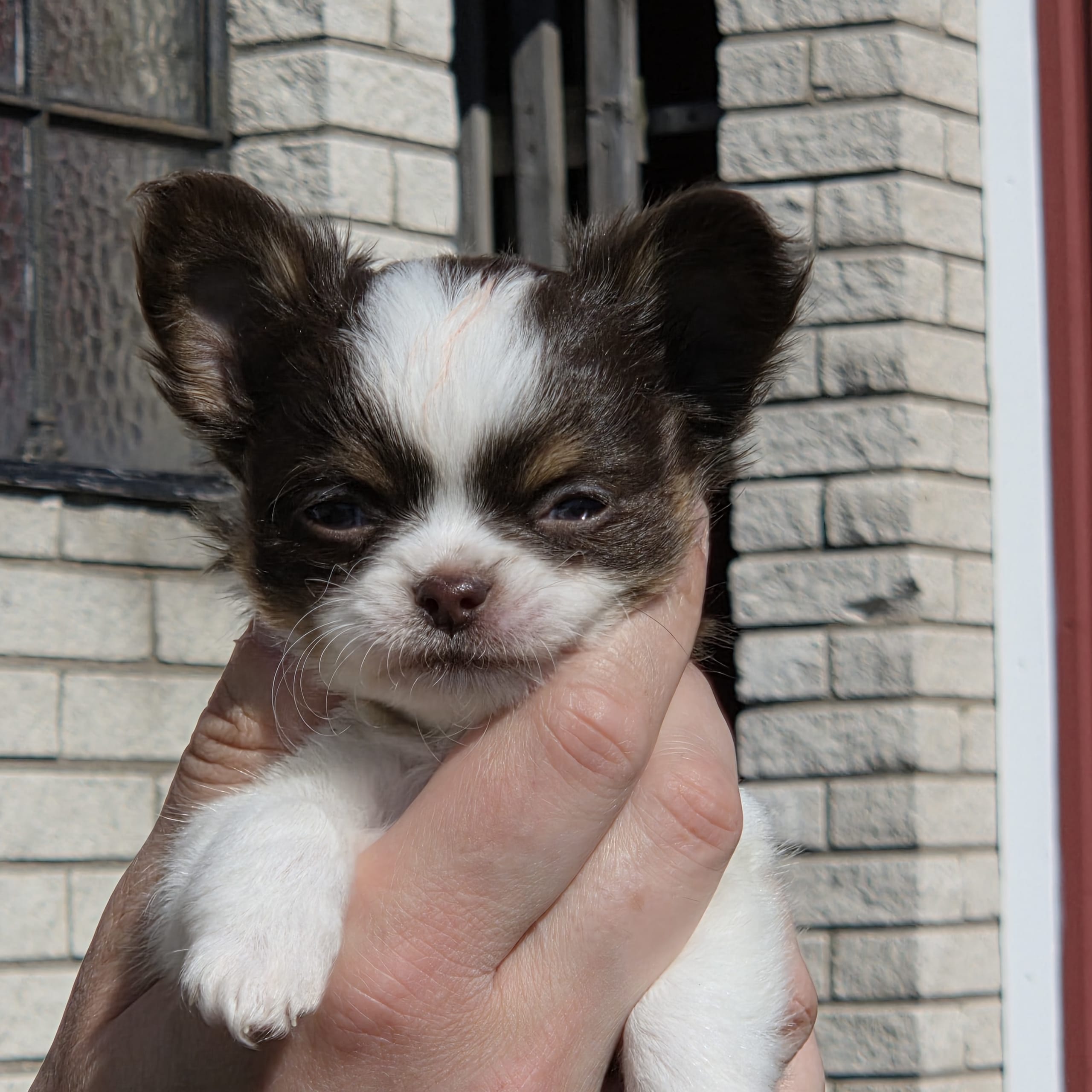 Chihuahua