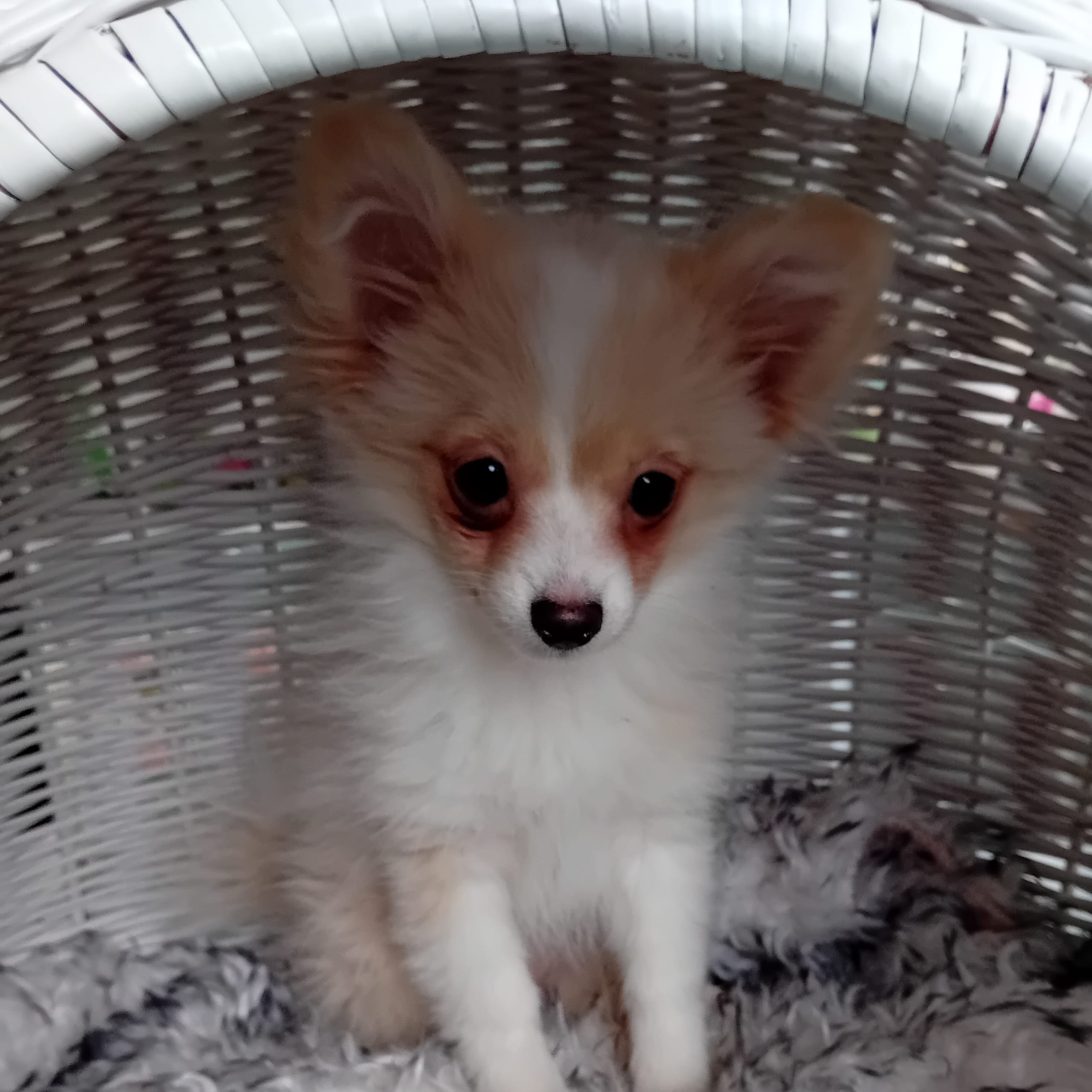 Pomeranian/Bolognese  blandras