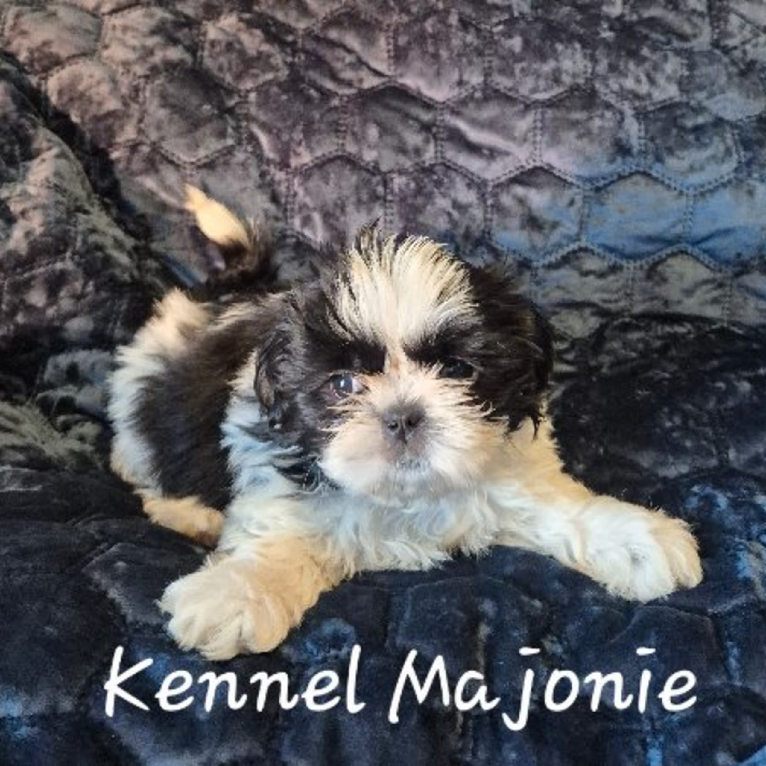 Shih tzu