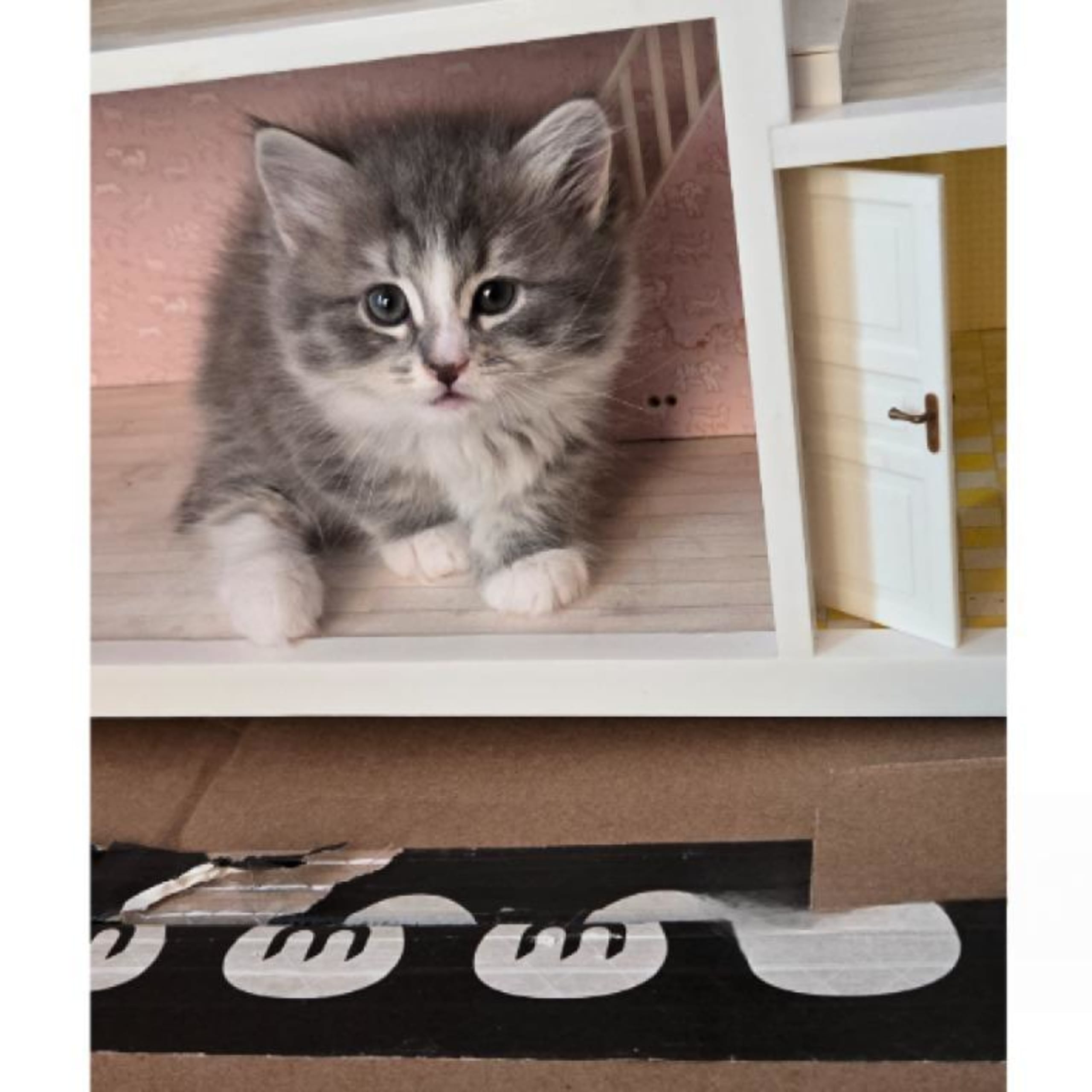 Sibirisk katt