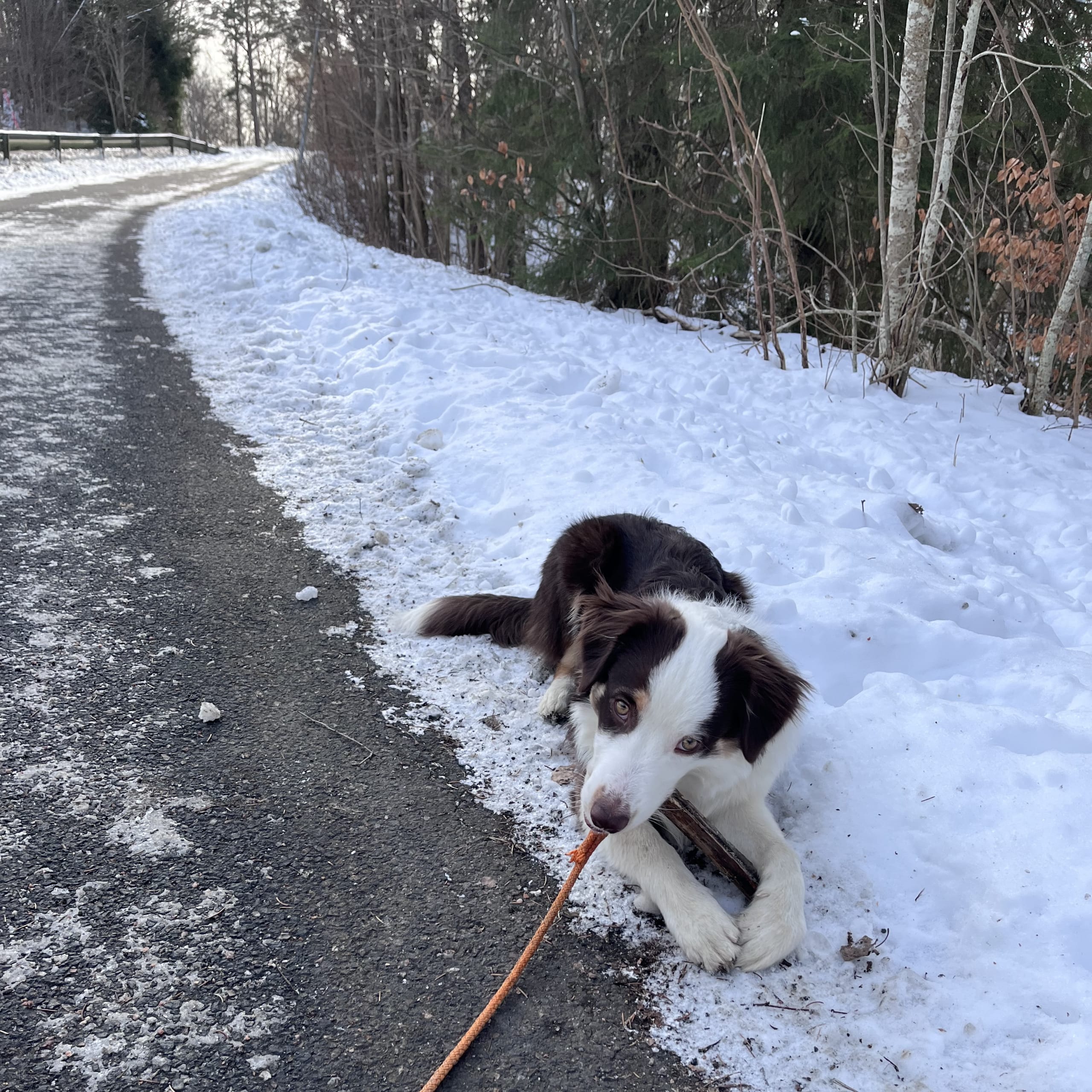 Miniature american shepherd