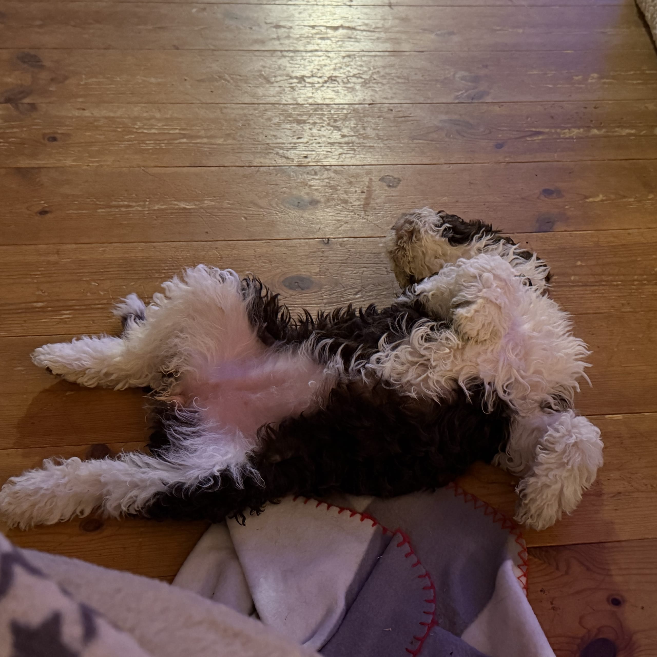 Spansk vannhund