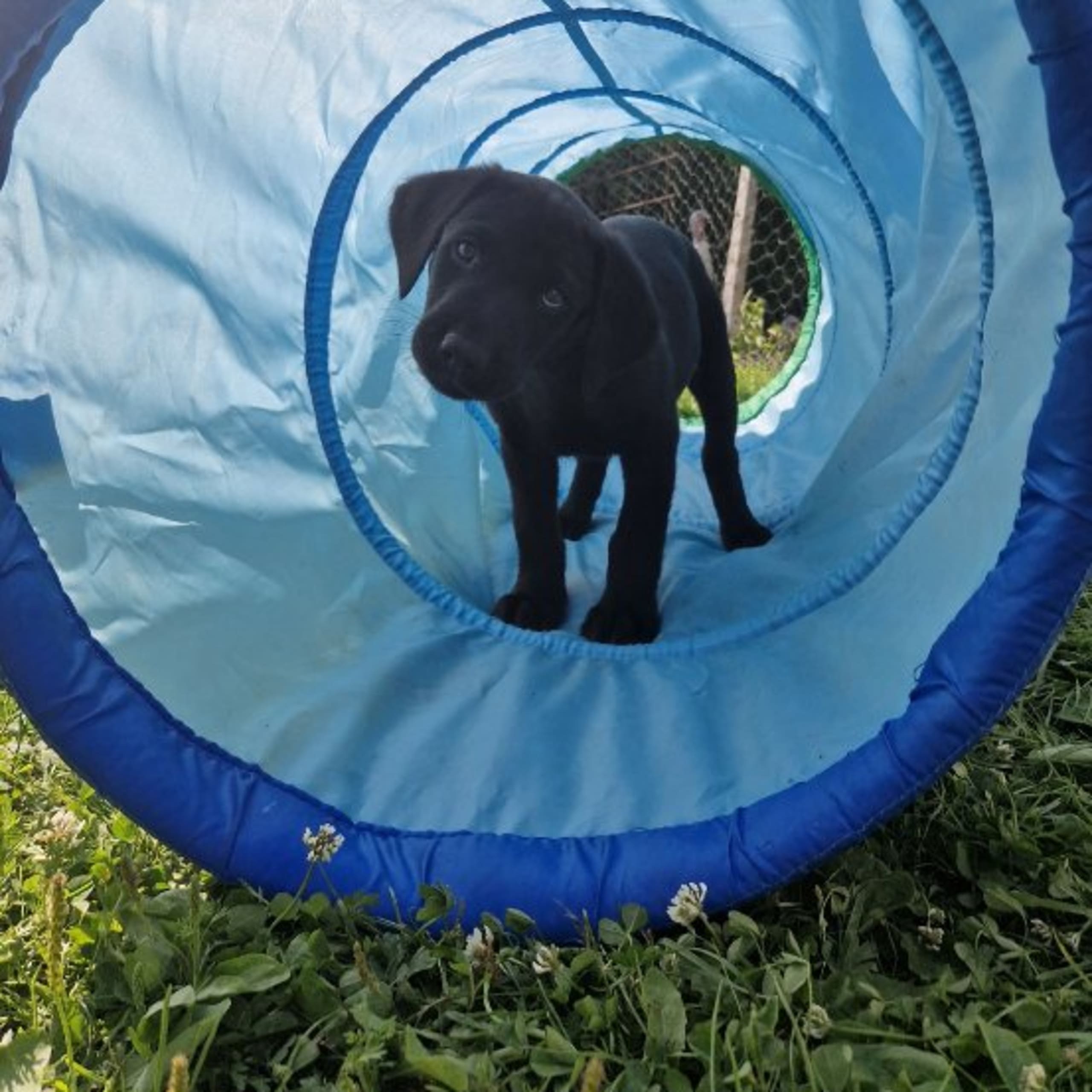 Labrador retriever