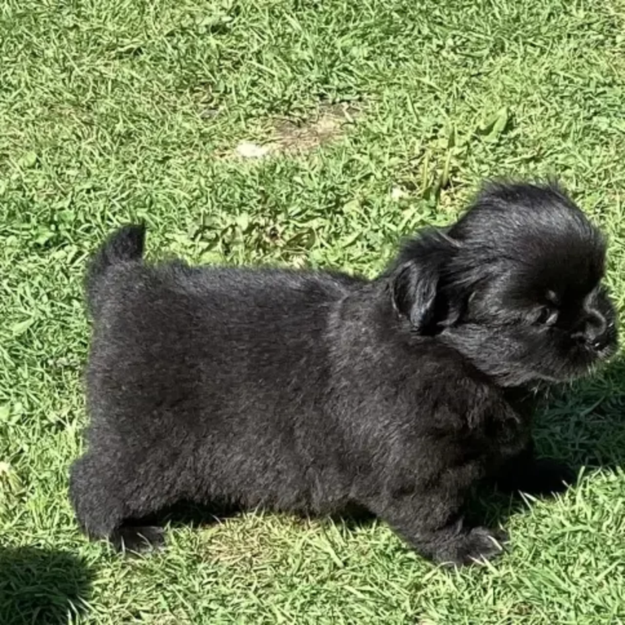 Tibetansk spaniel
