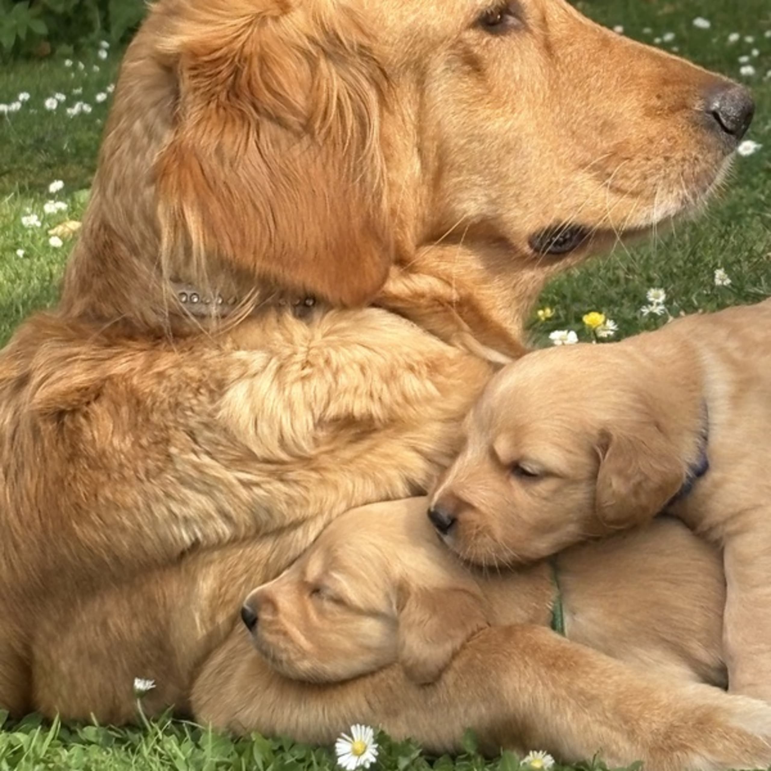 Golden retriever