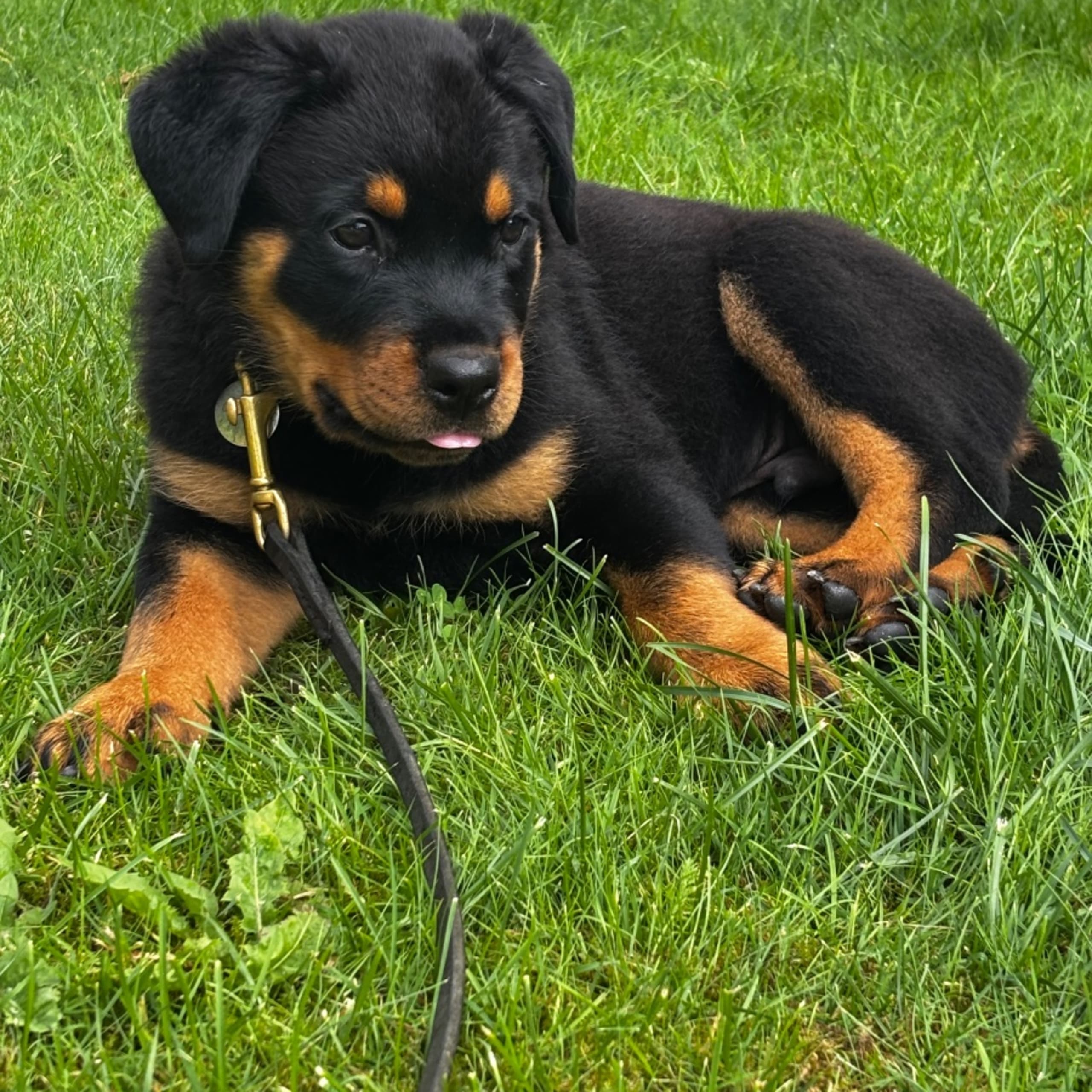 Rottweiler