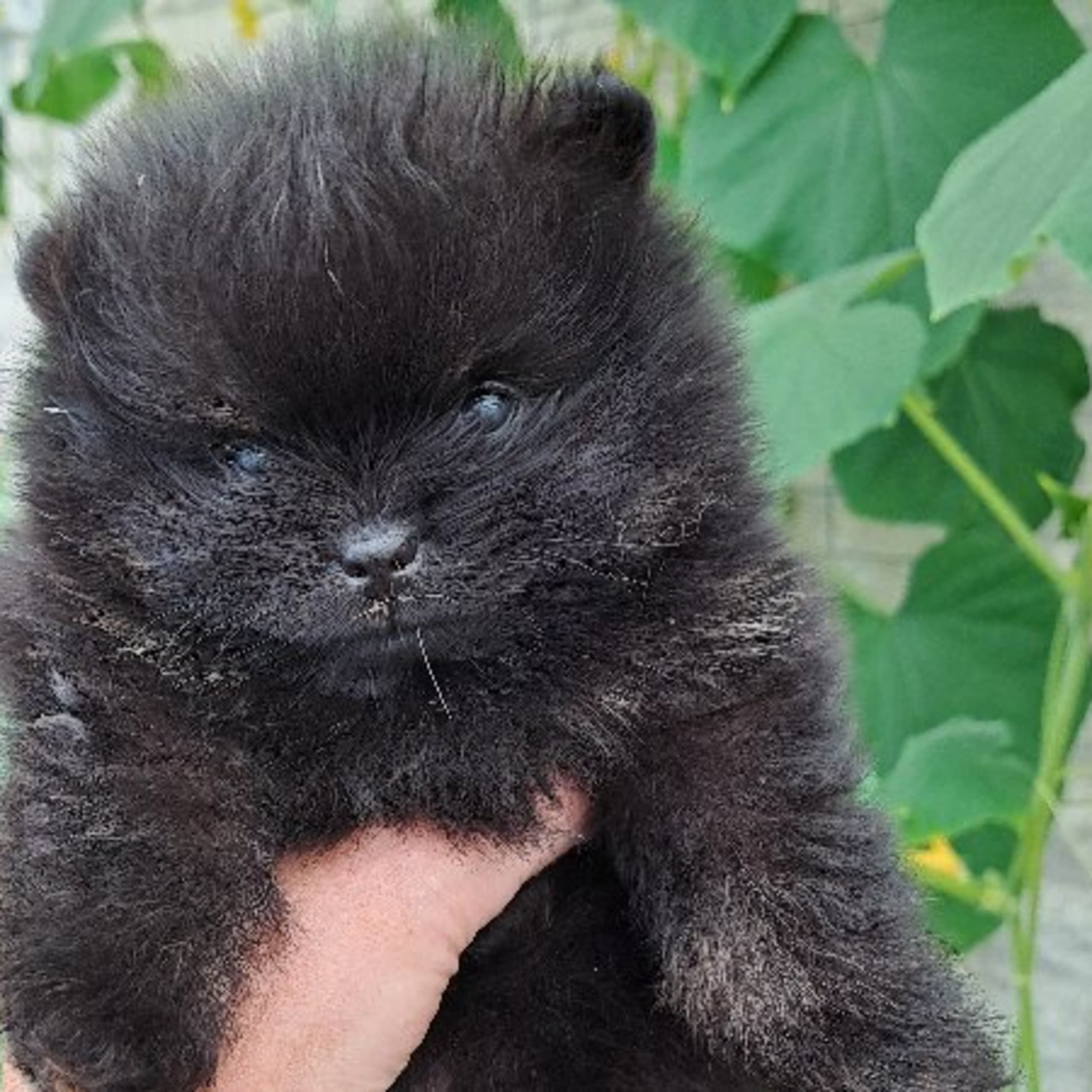 Pomeranian