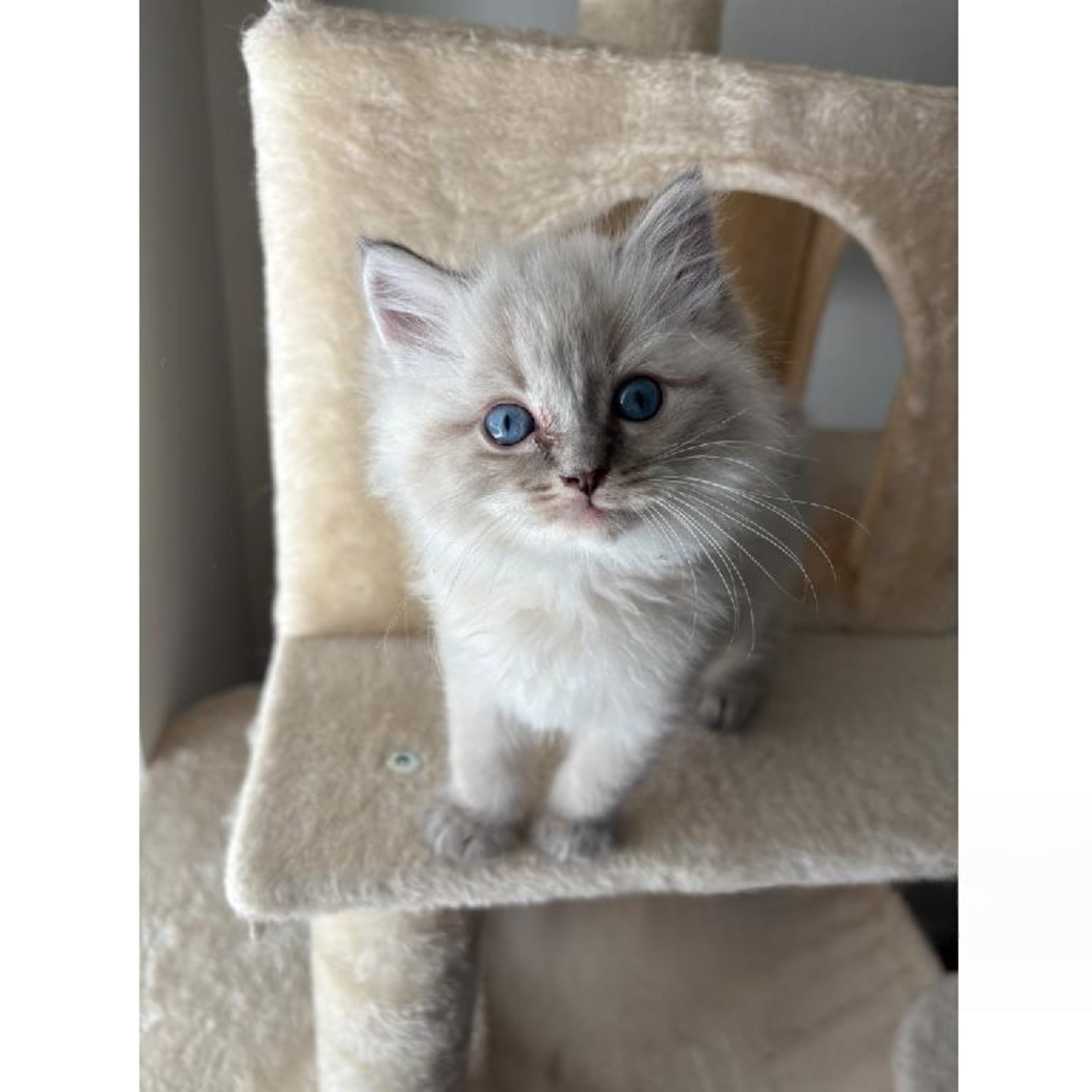 Ragdoll