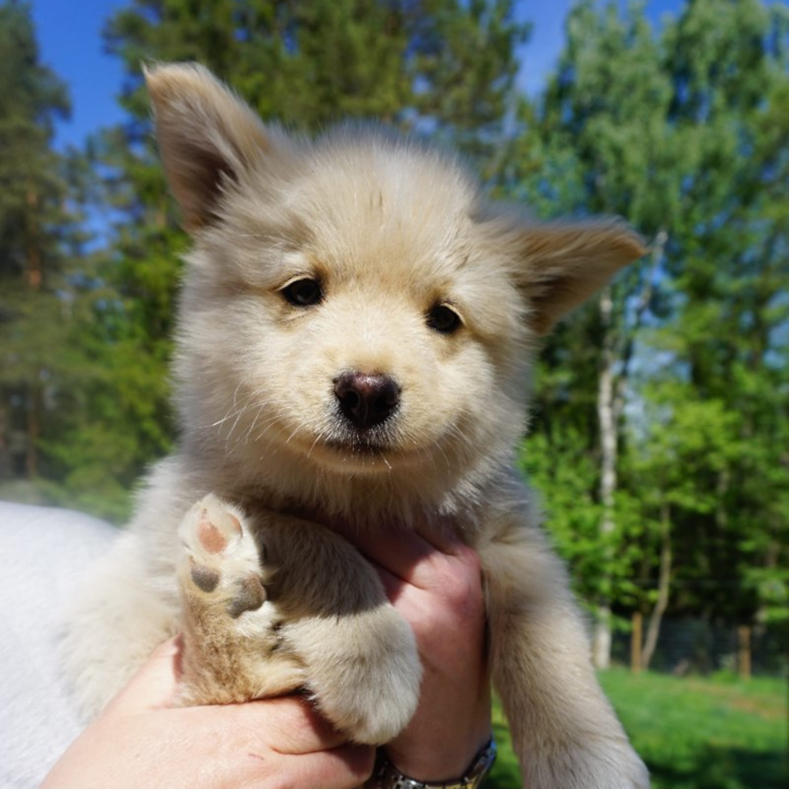 Finsk lapphund