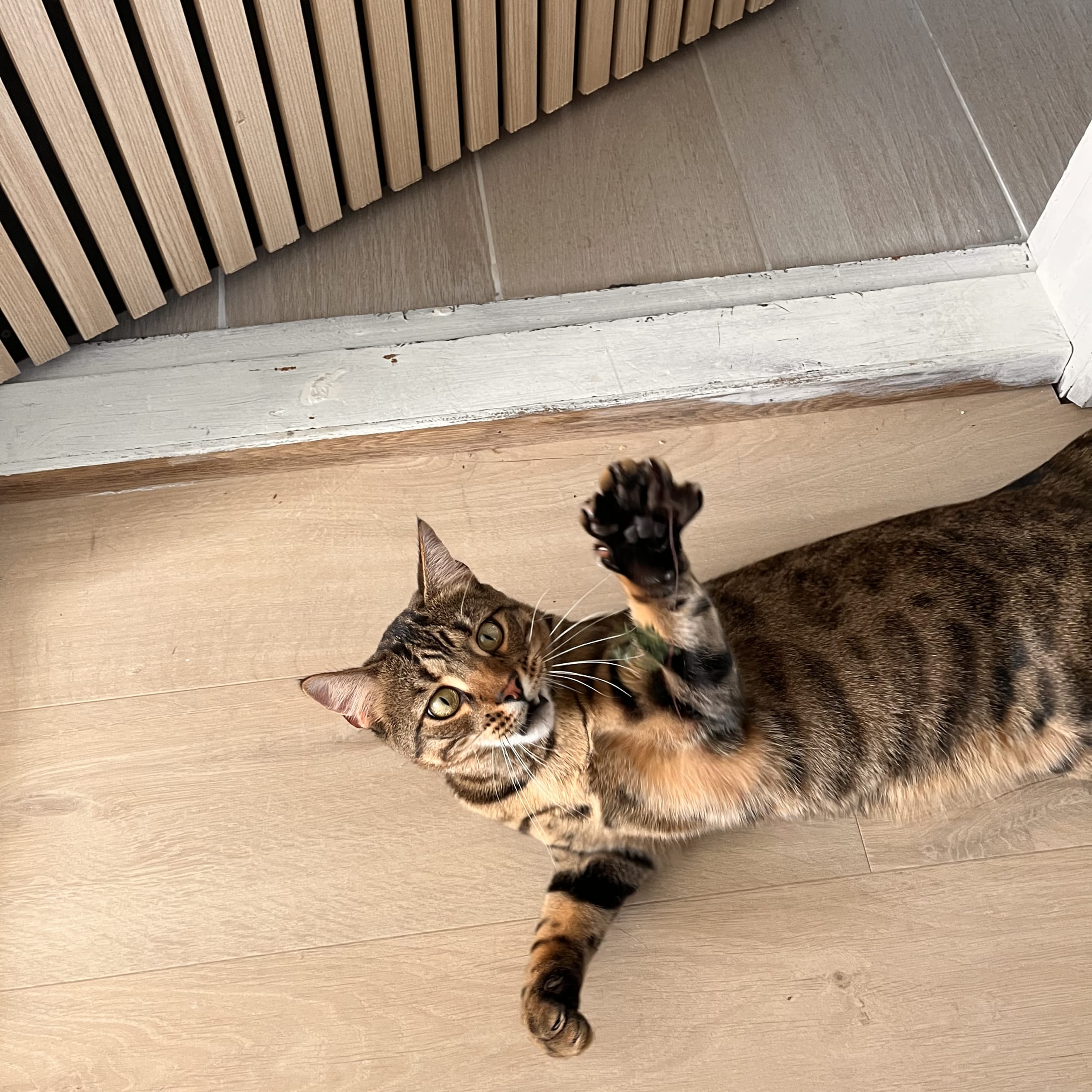 Bengal