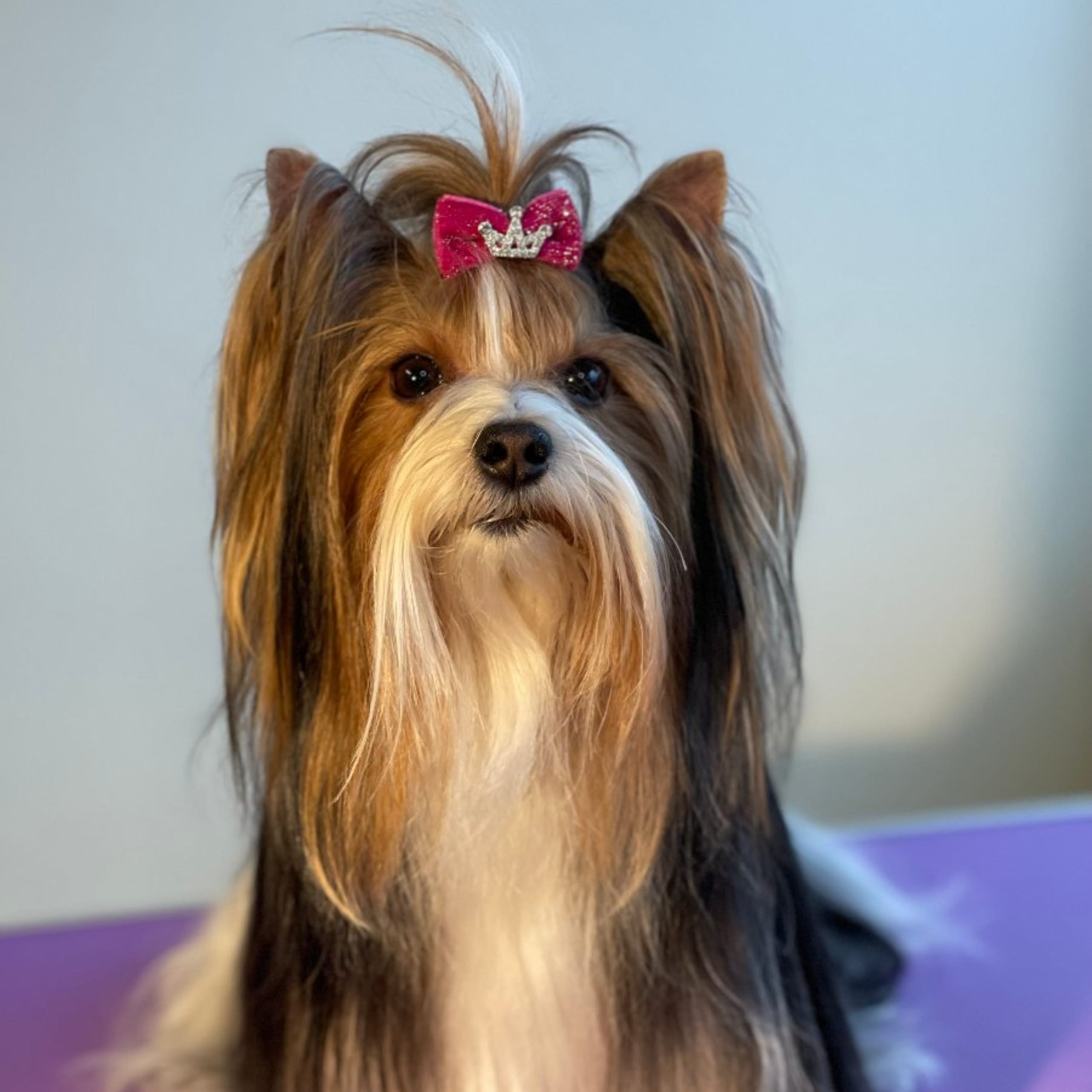 Biewer terrier