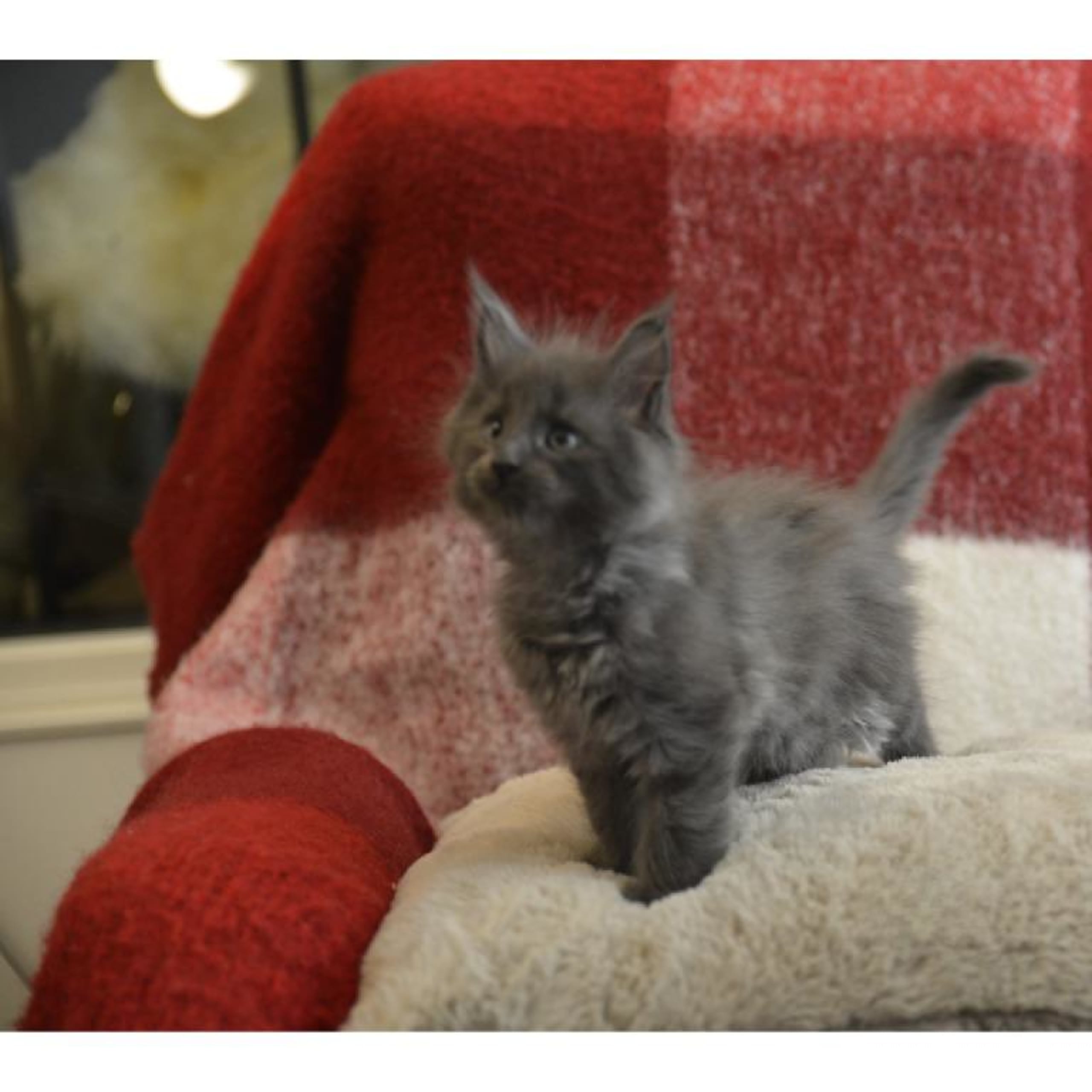 Maine Coon