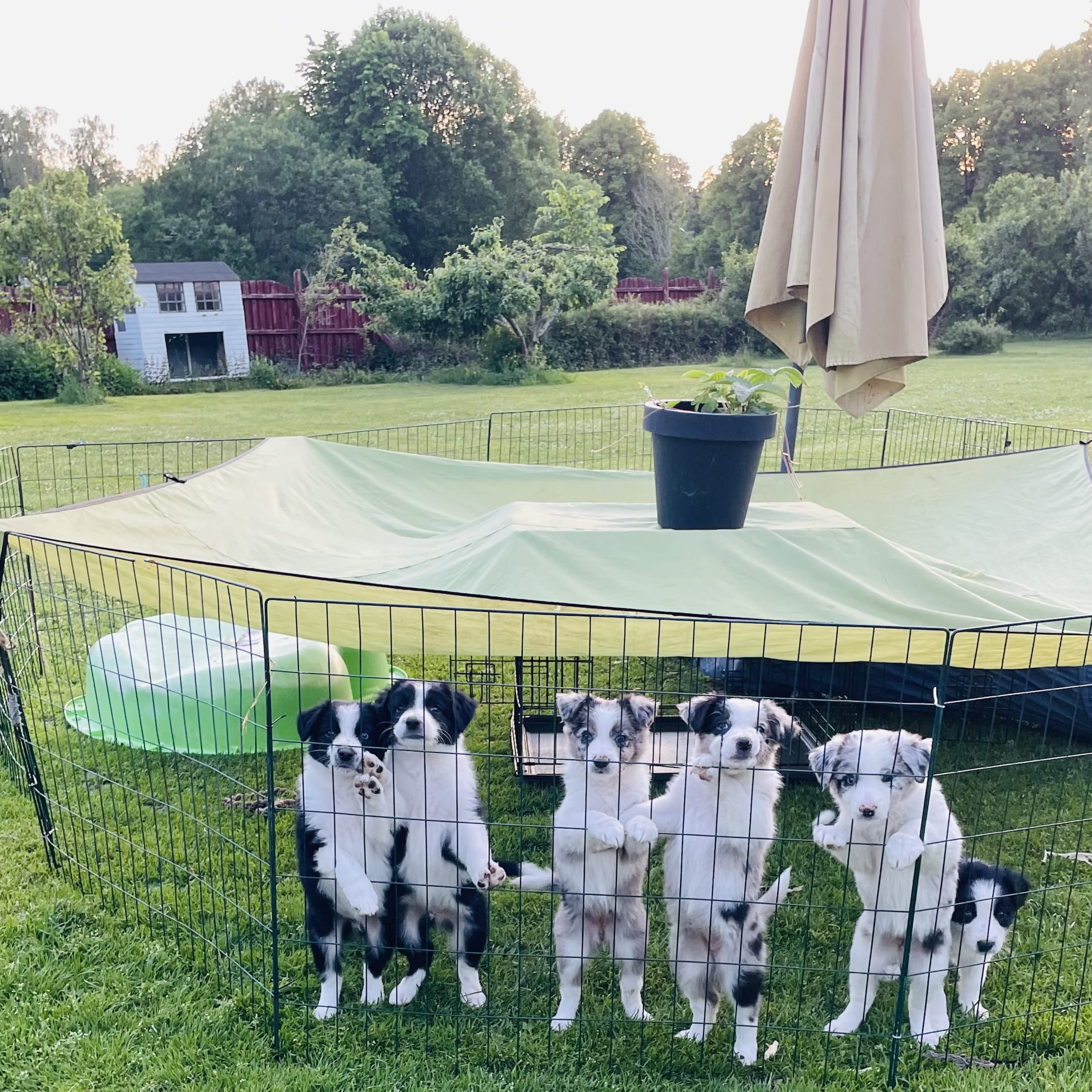 Border collie