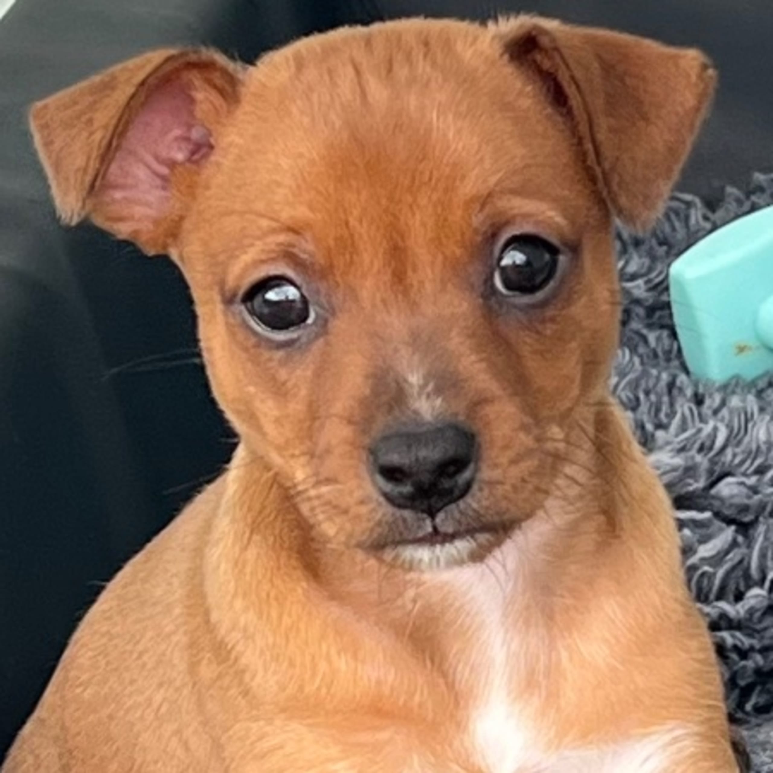 American hairless terrier
