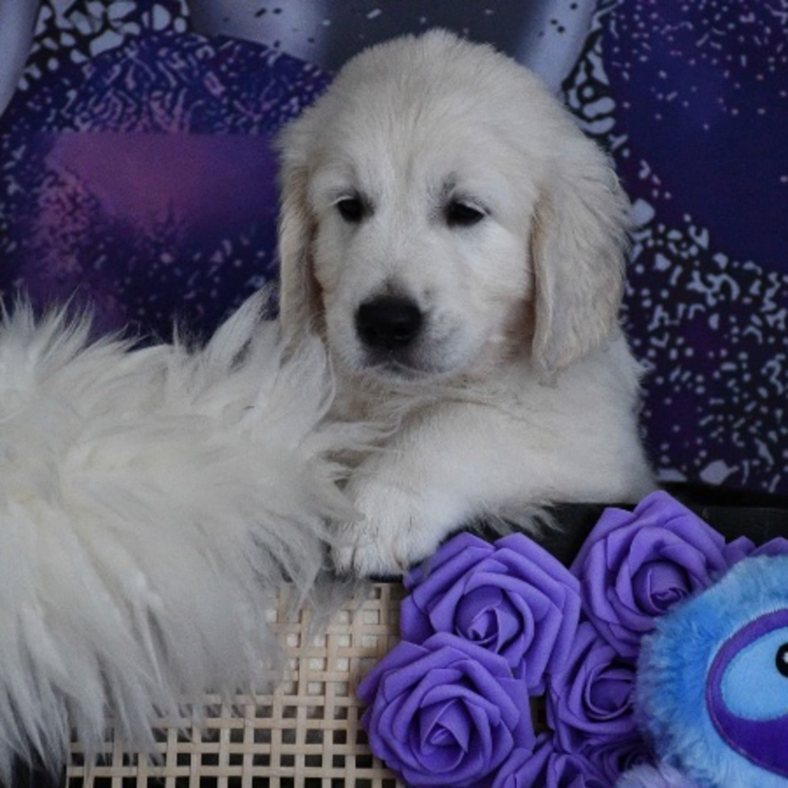 Golden retriever