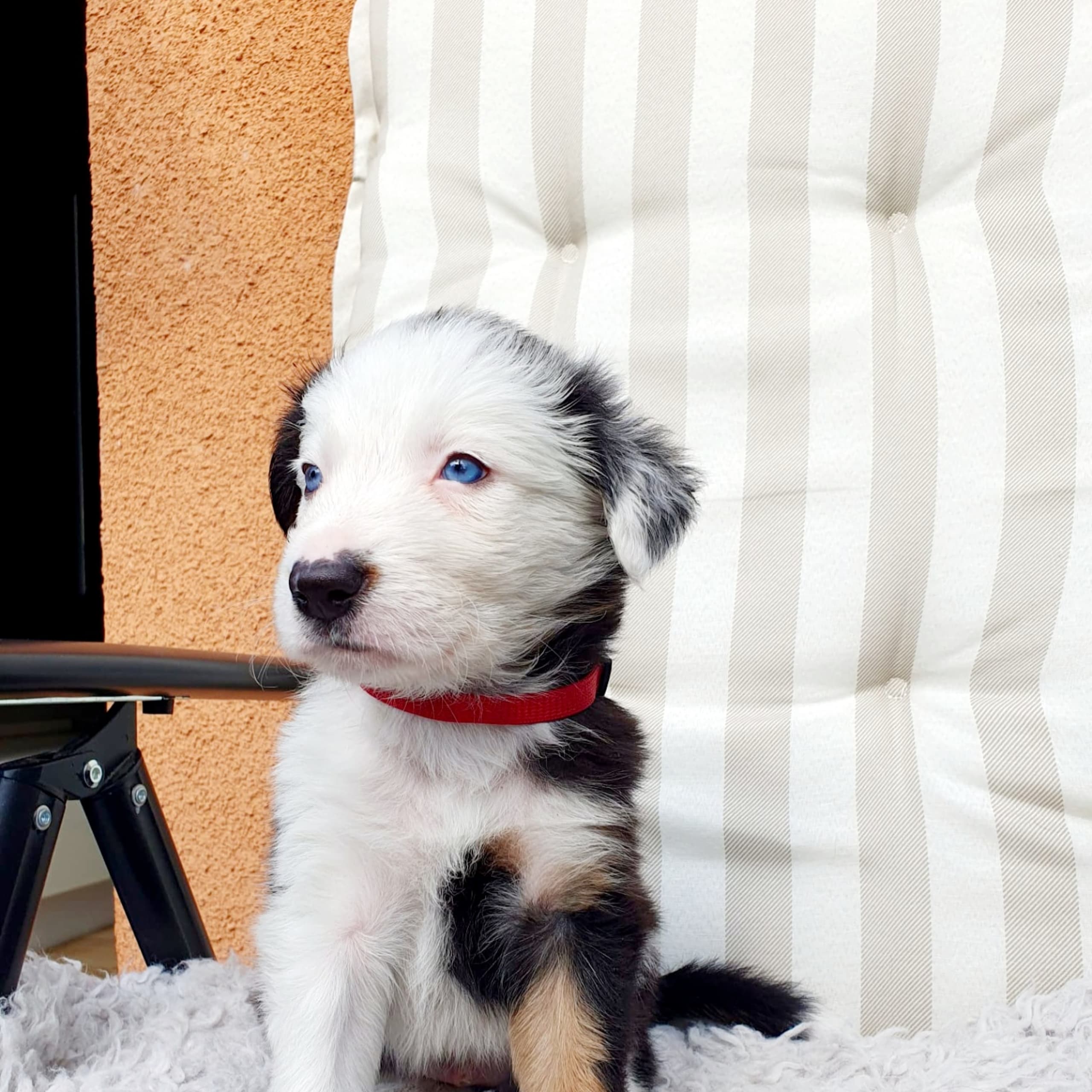 Border Collie