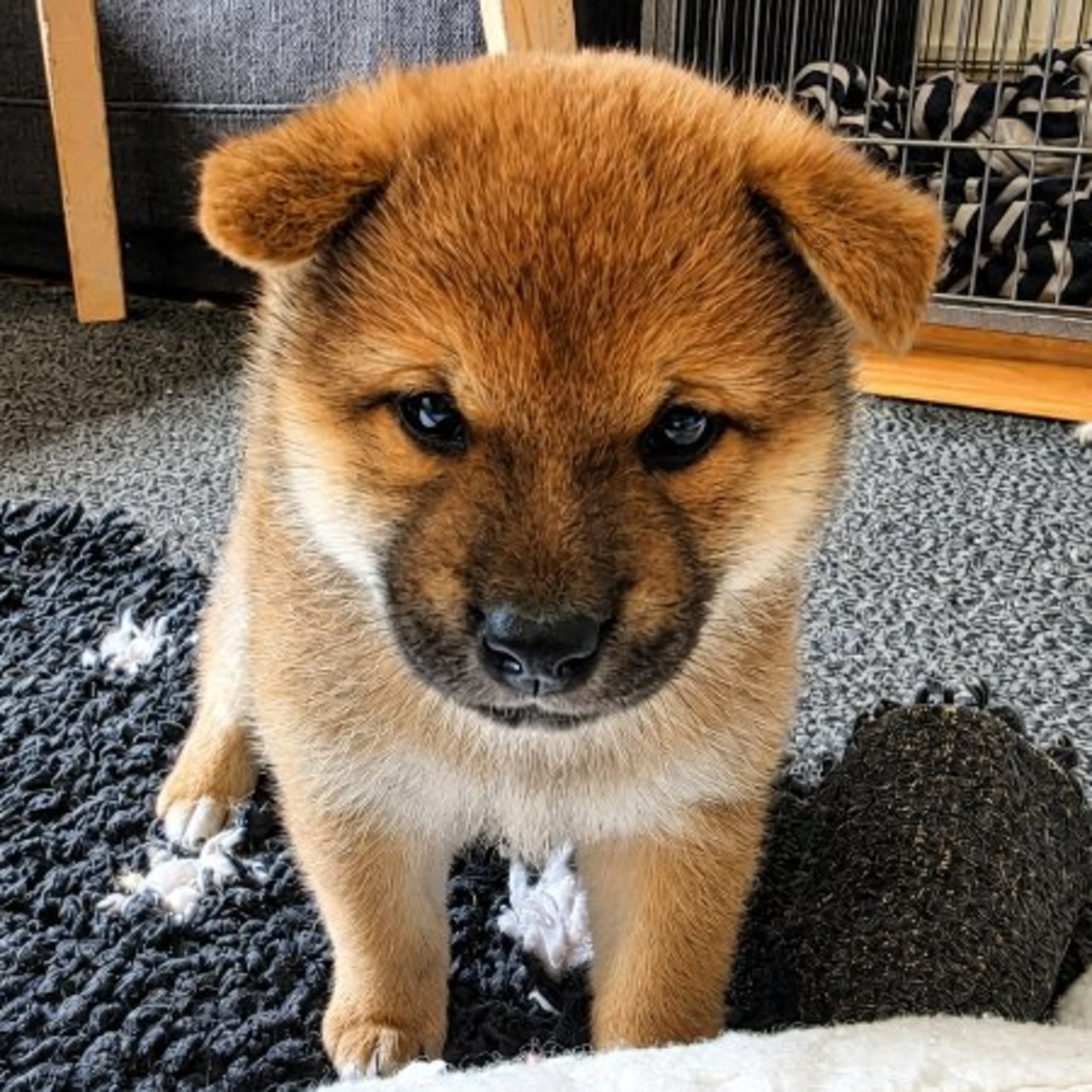 Shiba